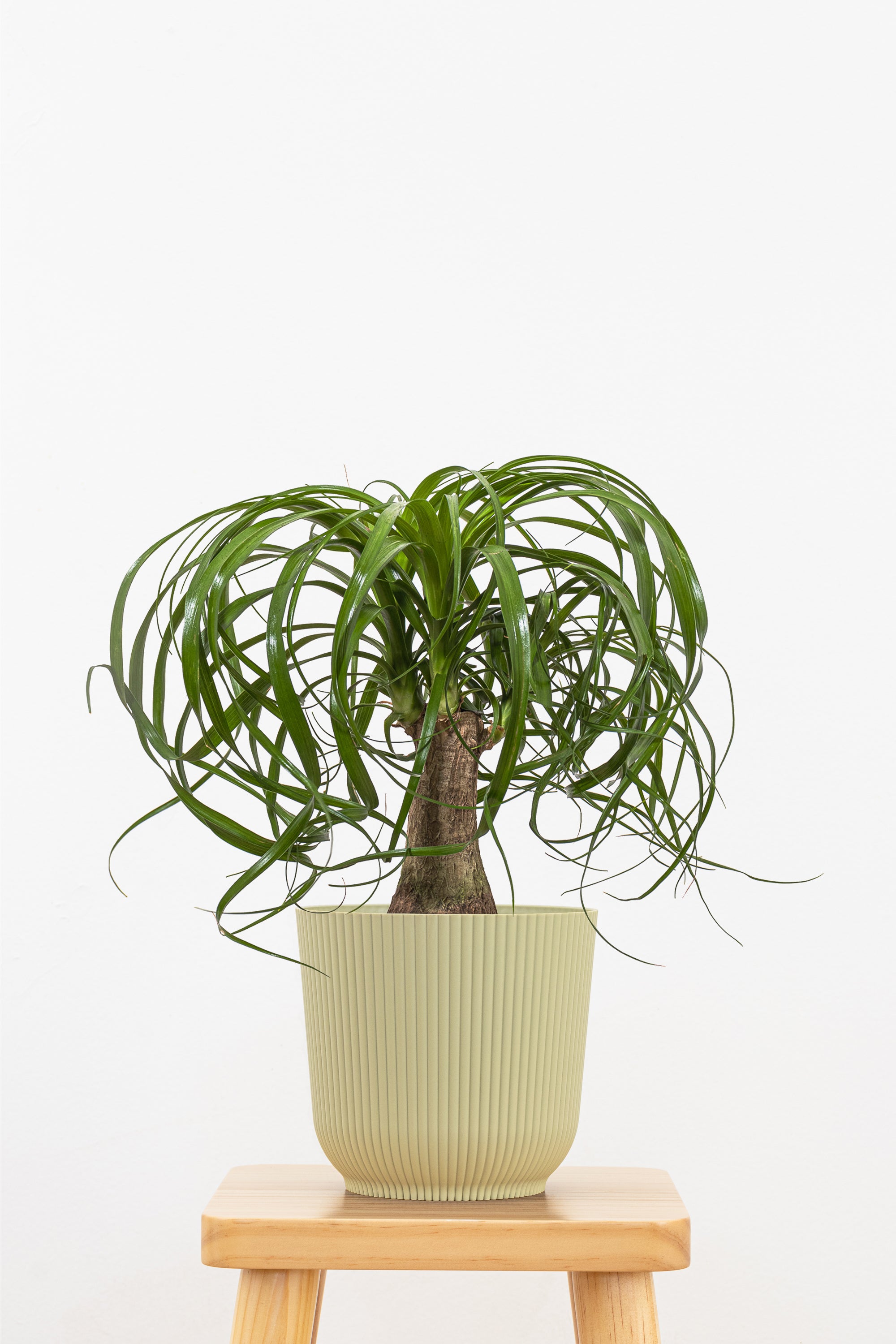 United Nursery Ponytail Palm Plant - Thumbnail 3