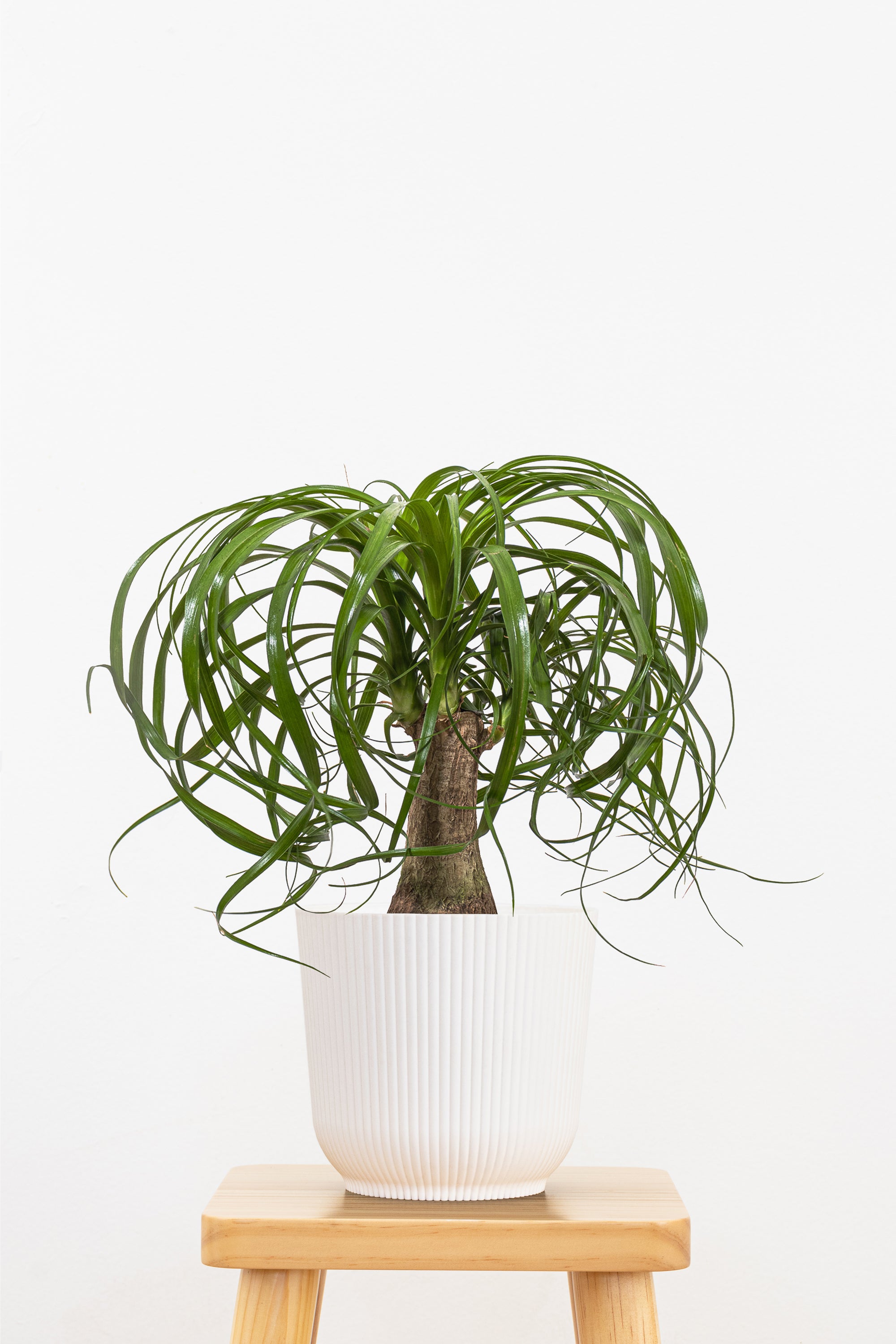 Ponytail Palm