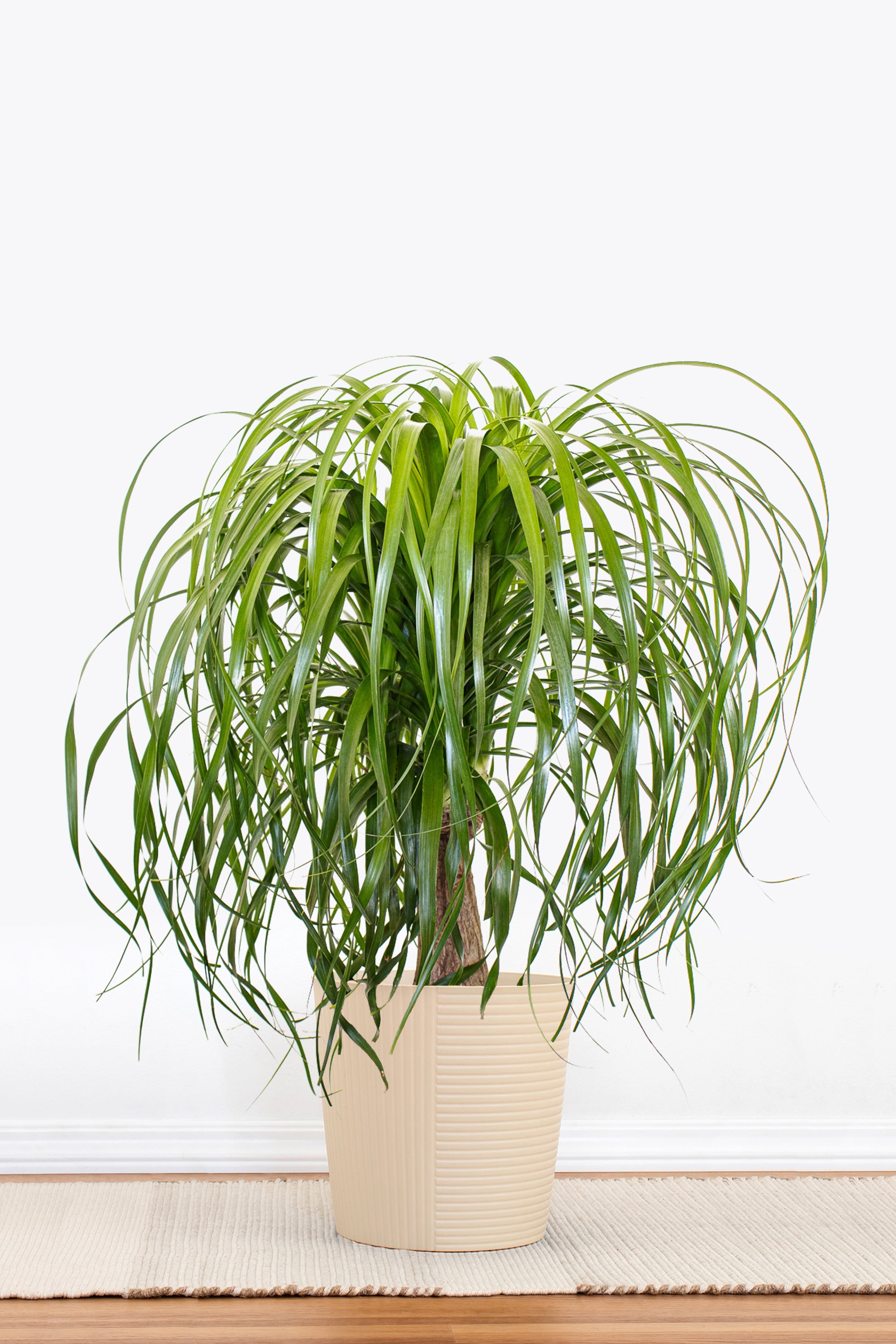media used in ponytail palms Ponytail Palm in 10 in Decor Pot, Beaucarnea Recurvata
