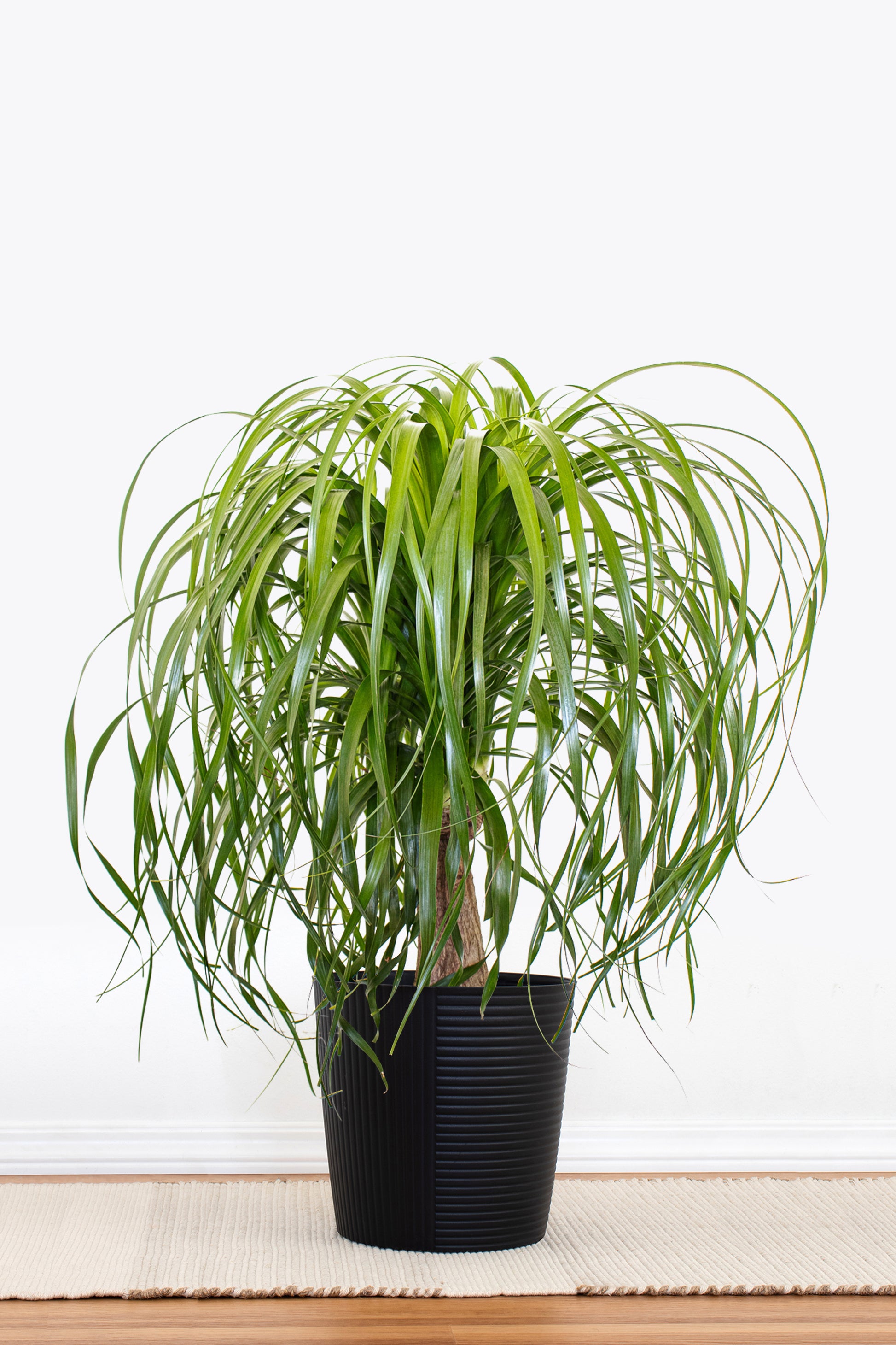 ponytail.palm tree Ponytail Palm in 10 in Decor Pot, Beaucarnea Recurvata