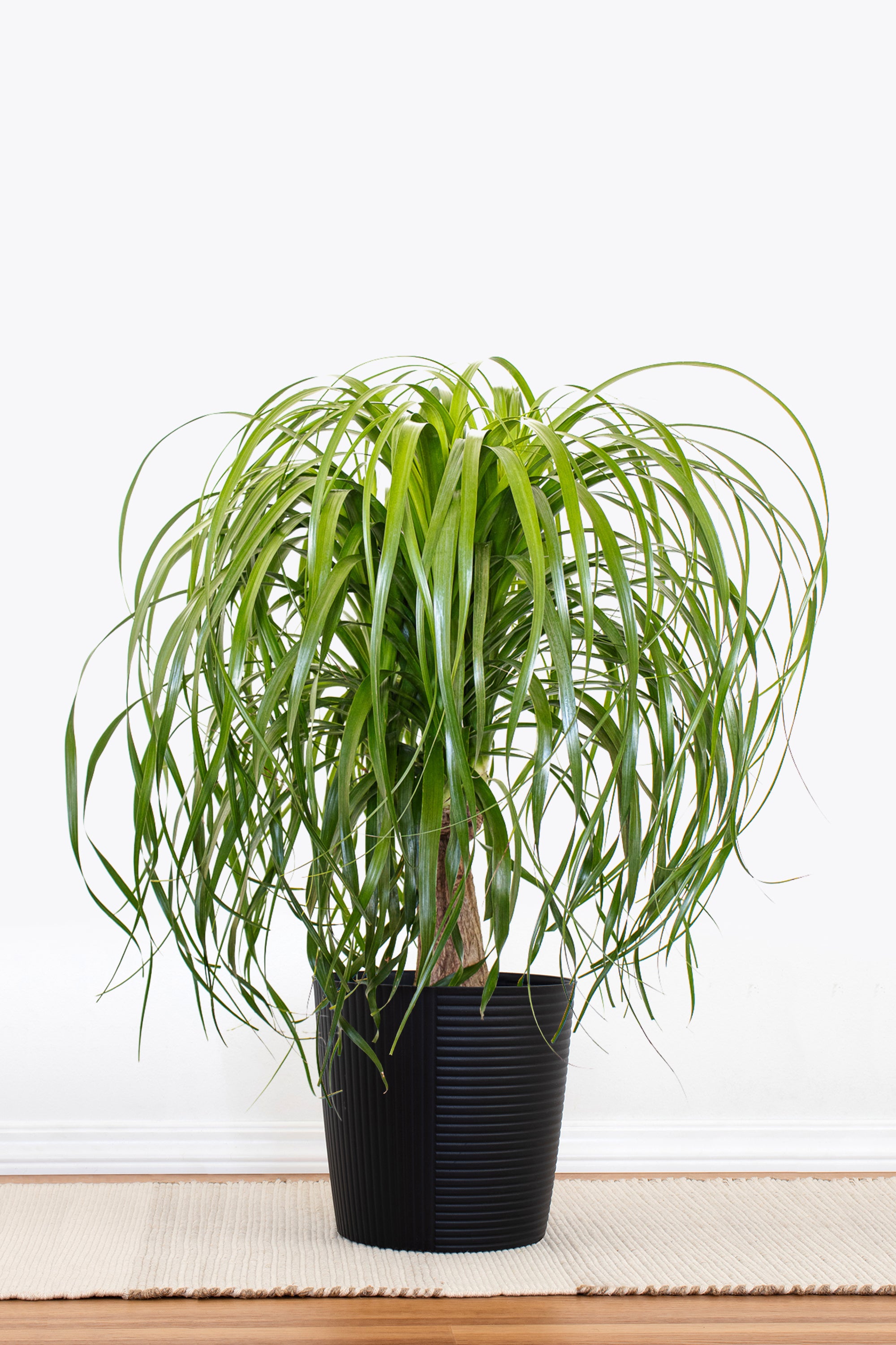 Ponytail Palm