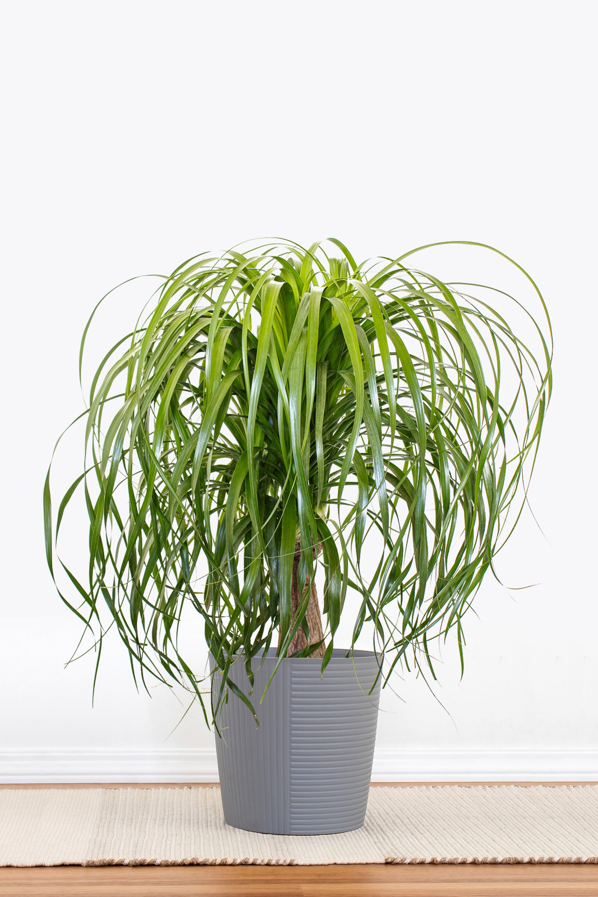 ponytail palm buy Ponytail Palm in 10 in Decor Pot, Beaucarnea Recurvata