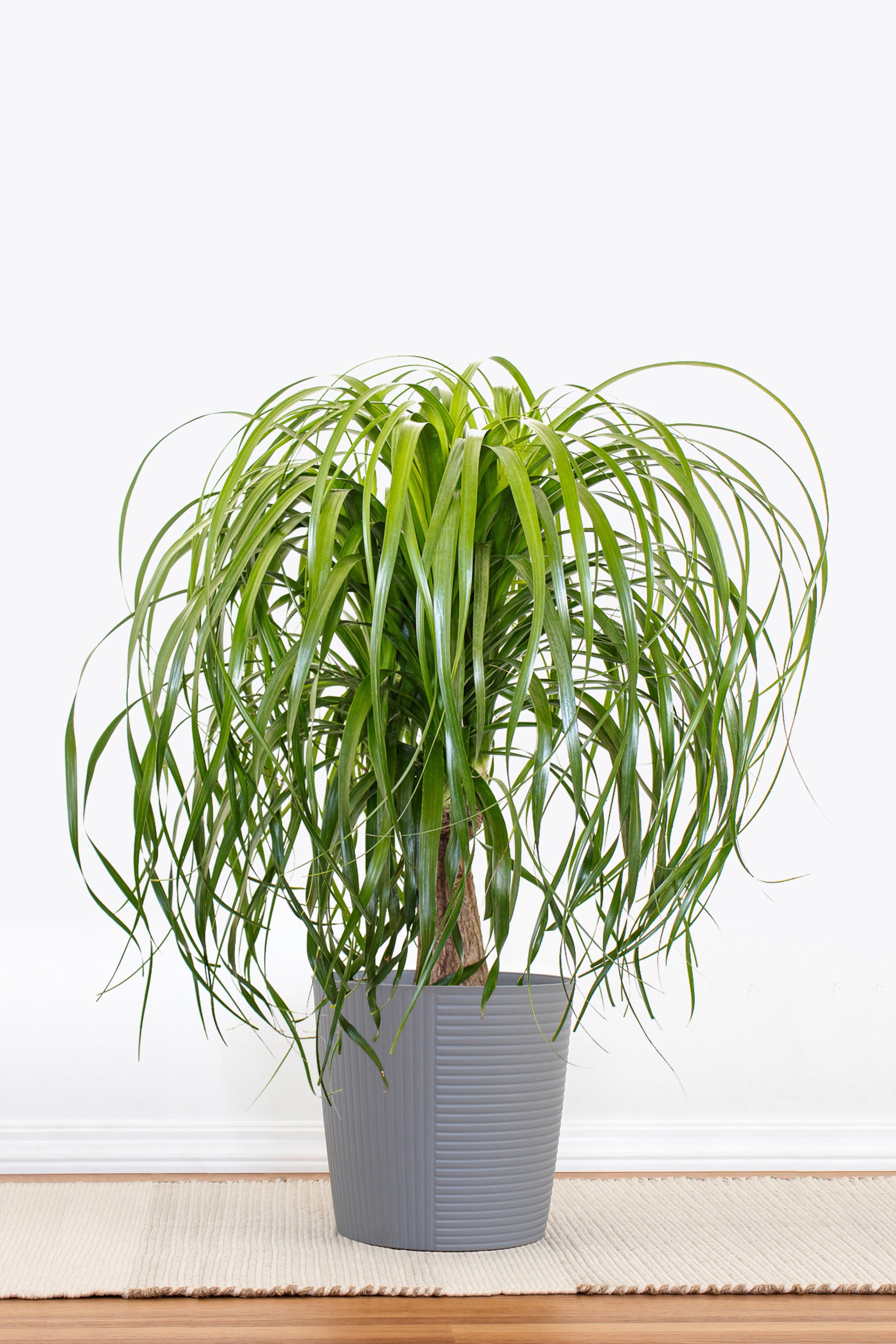 Ponytail Palm