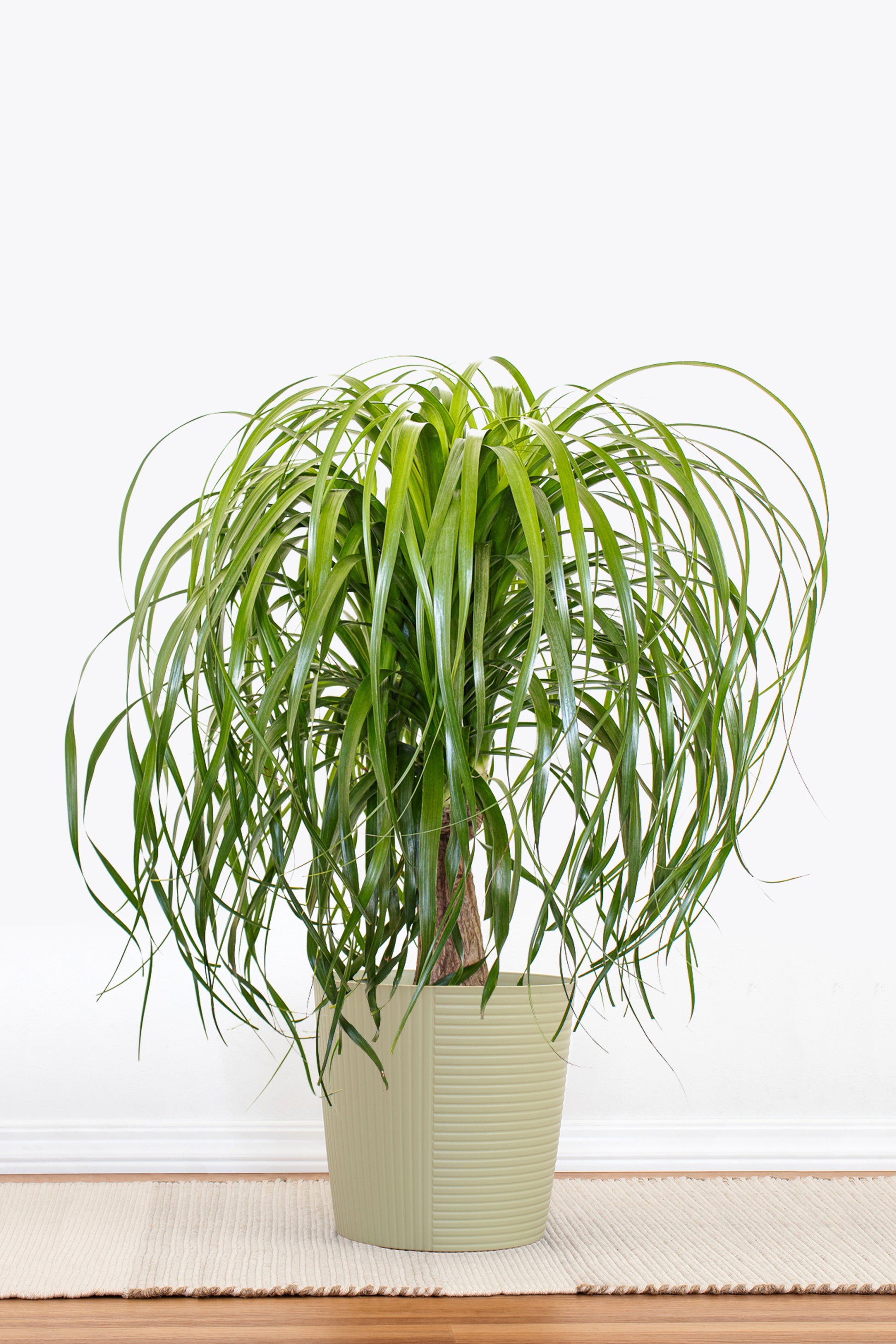 ponytail palm images Ponytail Palm in 10 in Decor Pot, Beaucarnea Recurvata