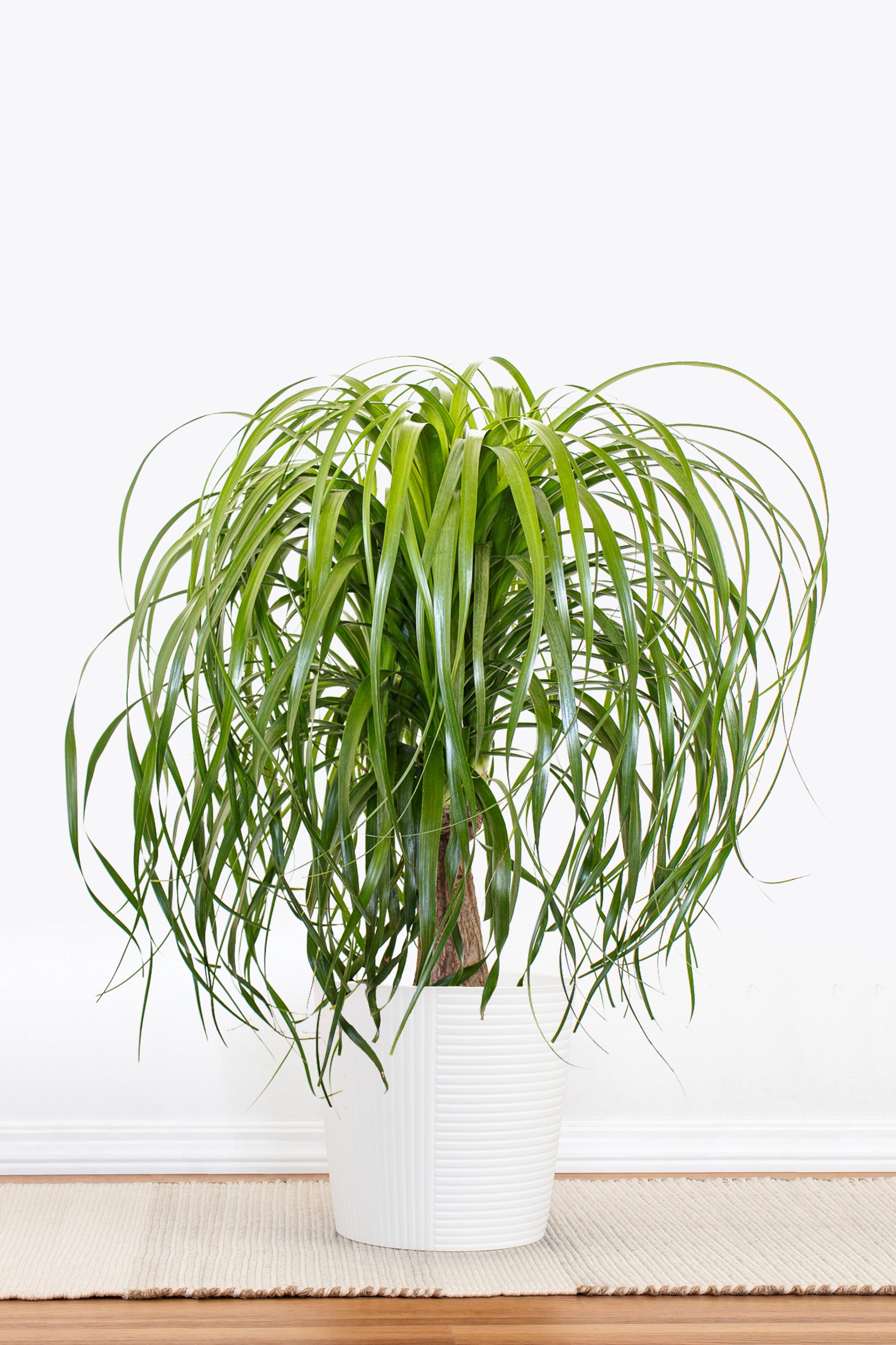 white ponytail palm Ponytail Palm in 10 in Decor Pot, Beaucarnea Recurvata