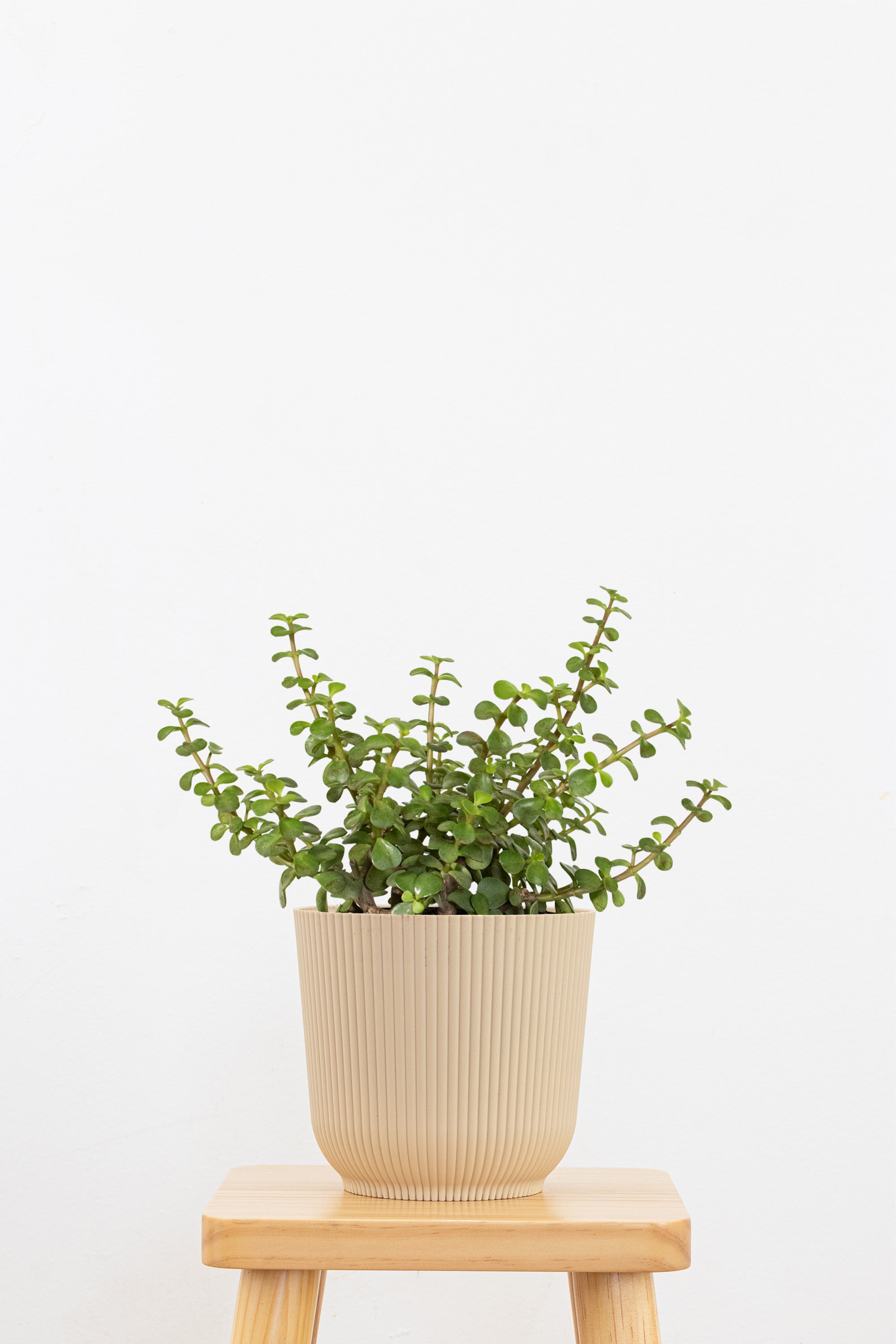 Jade Portulacaria Afra