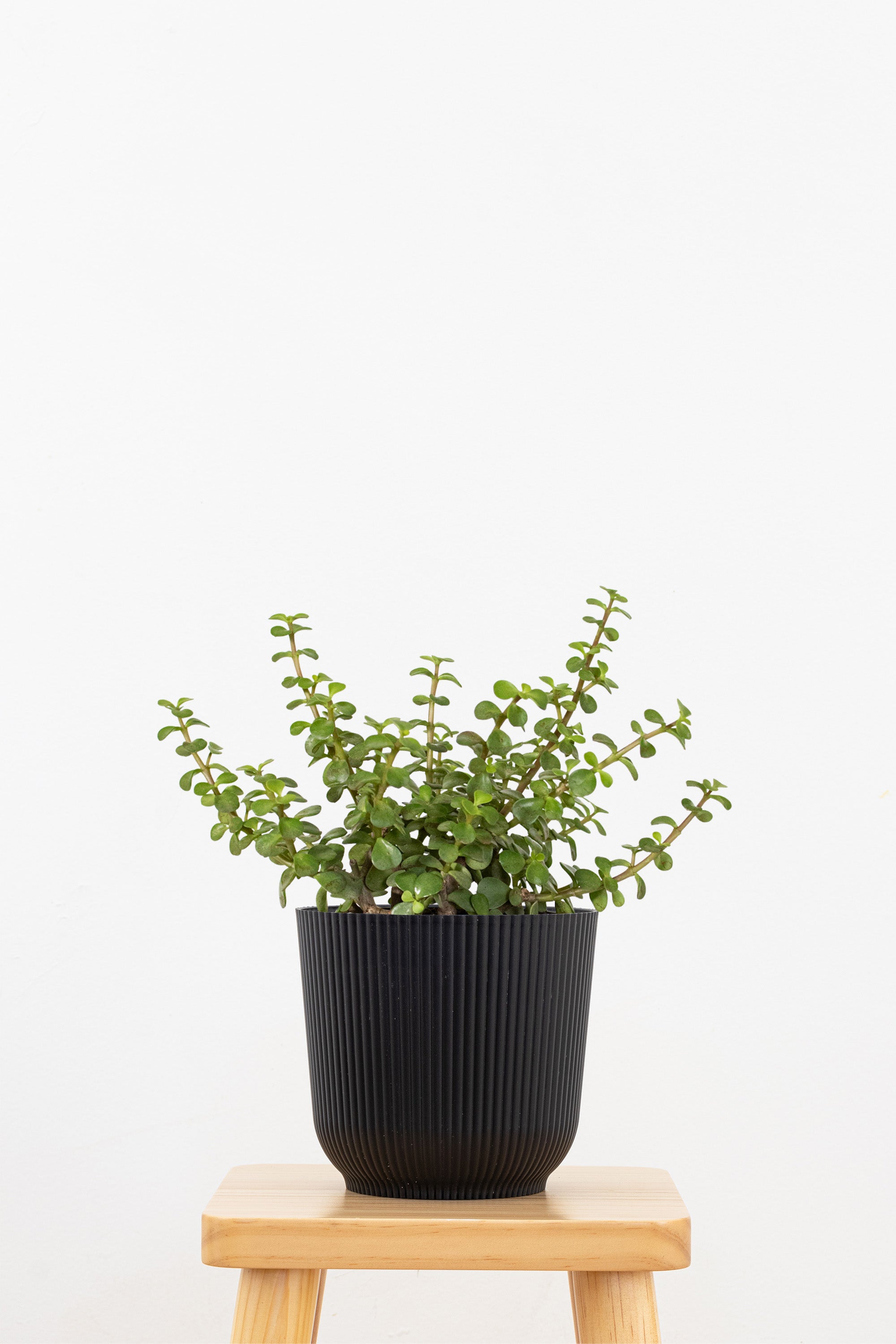 Jade Portulacaria Afra