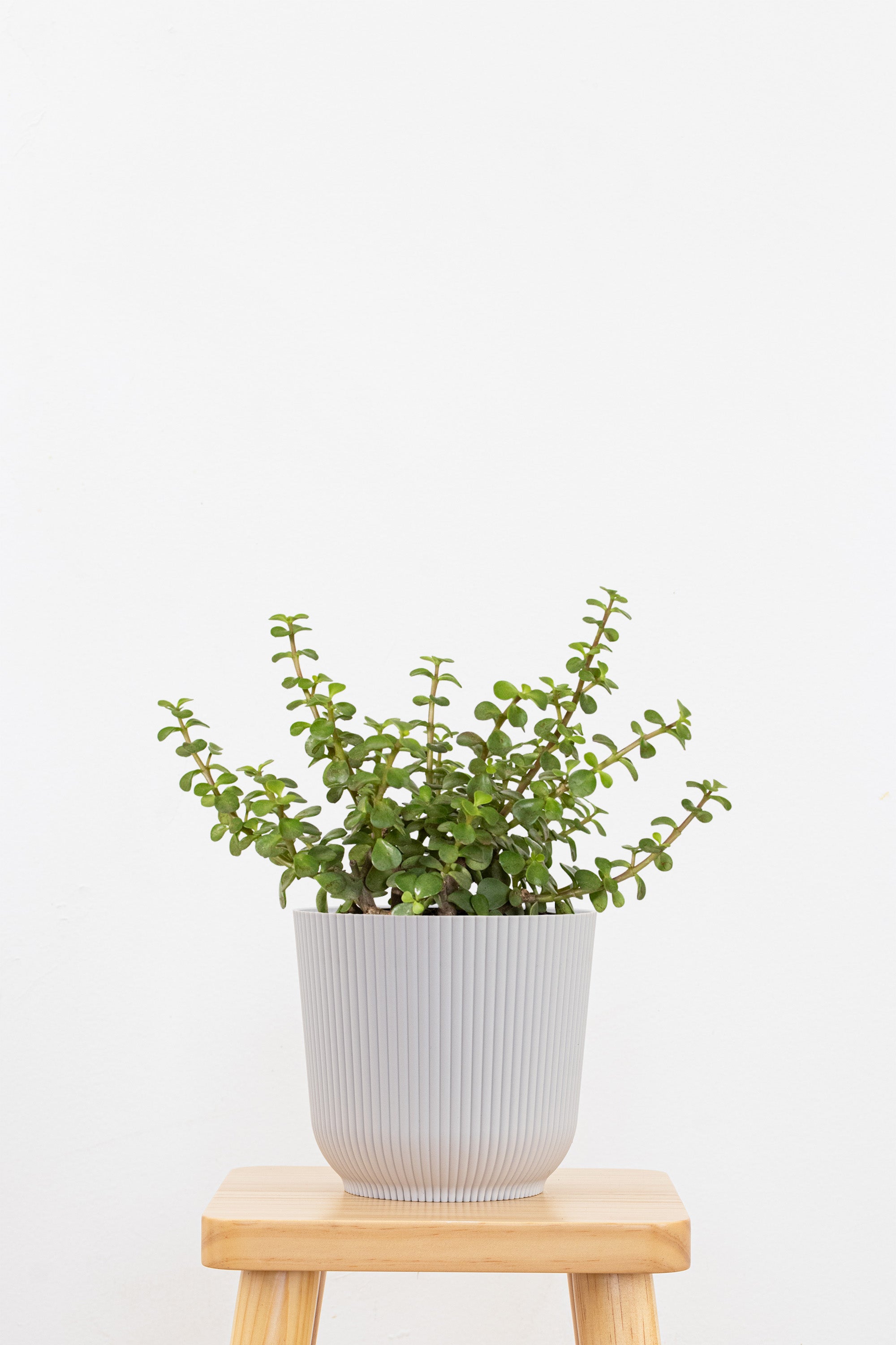 Jade Portulacaria Afra