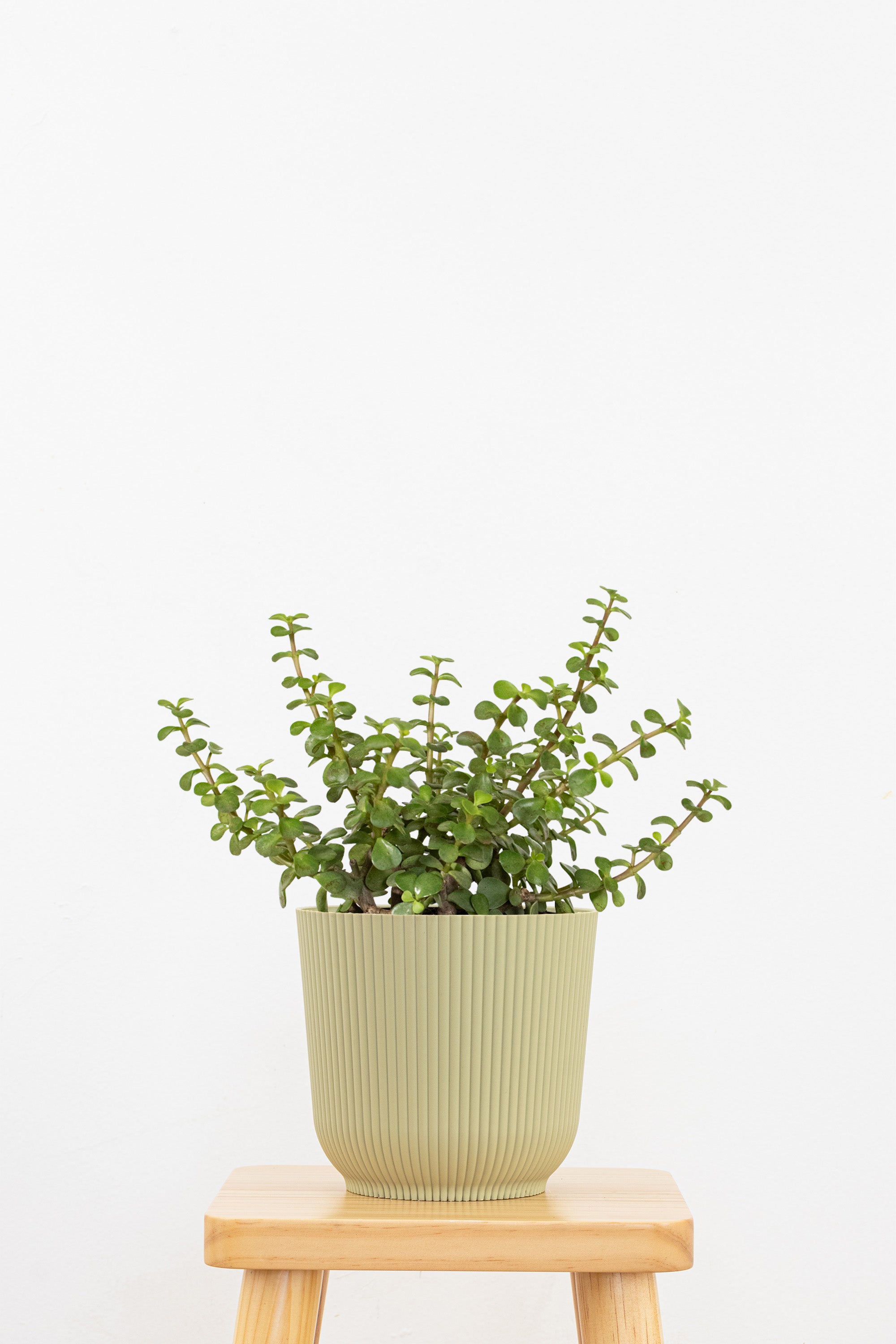 Jade Portulacaria Afra