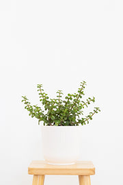 Jade Portulacaria Afra