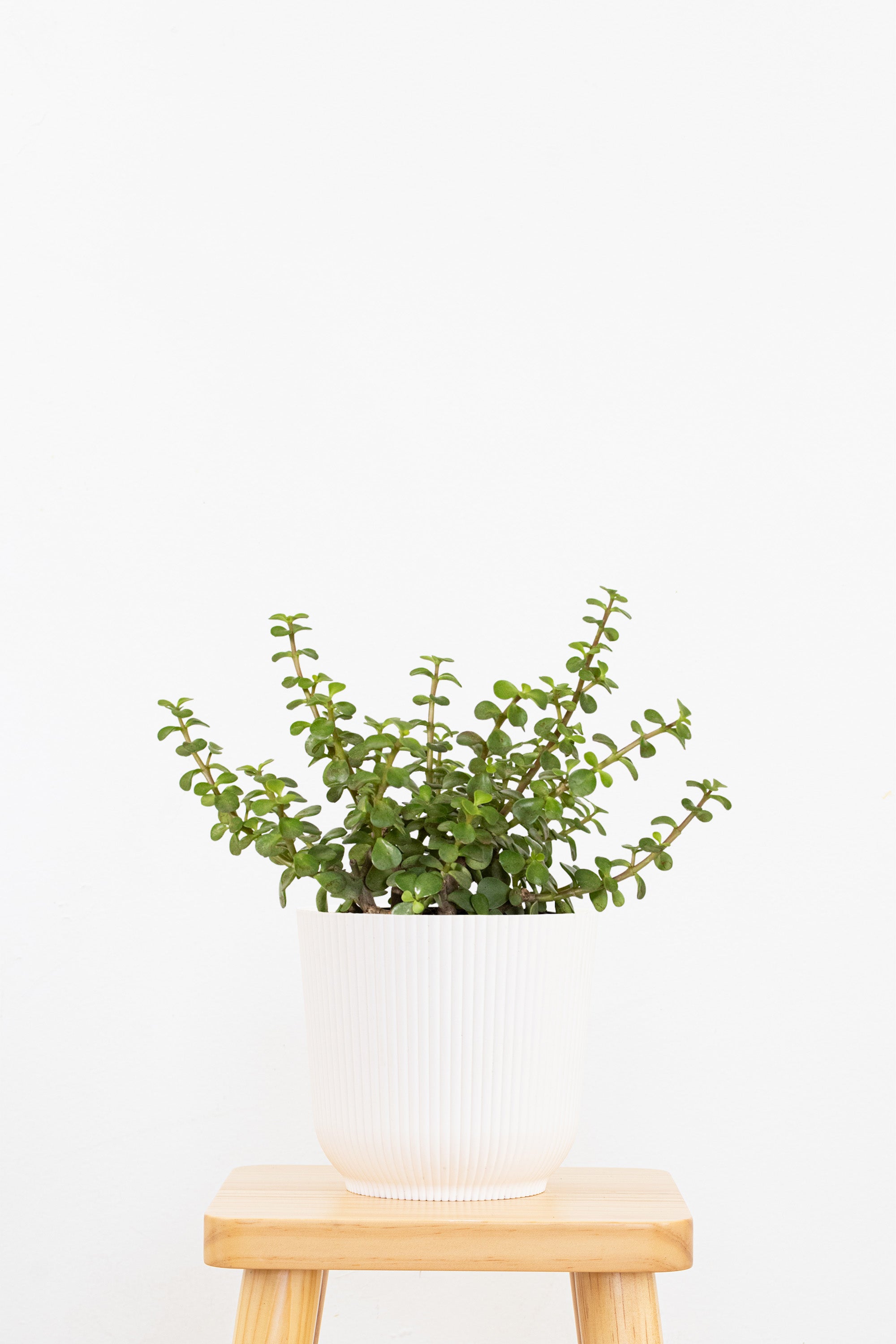 Jade Portulacaria Afra