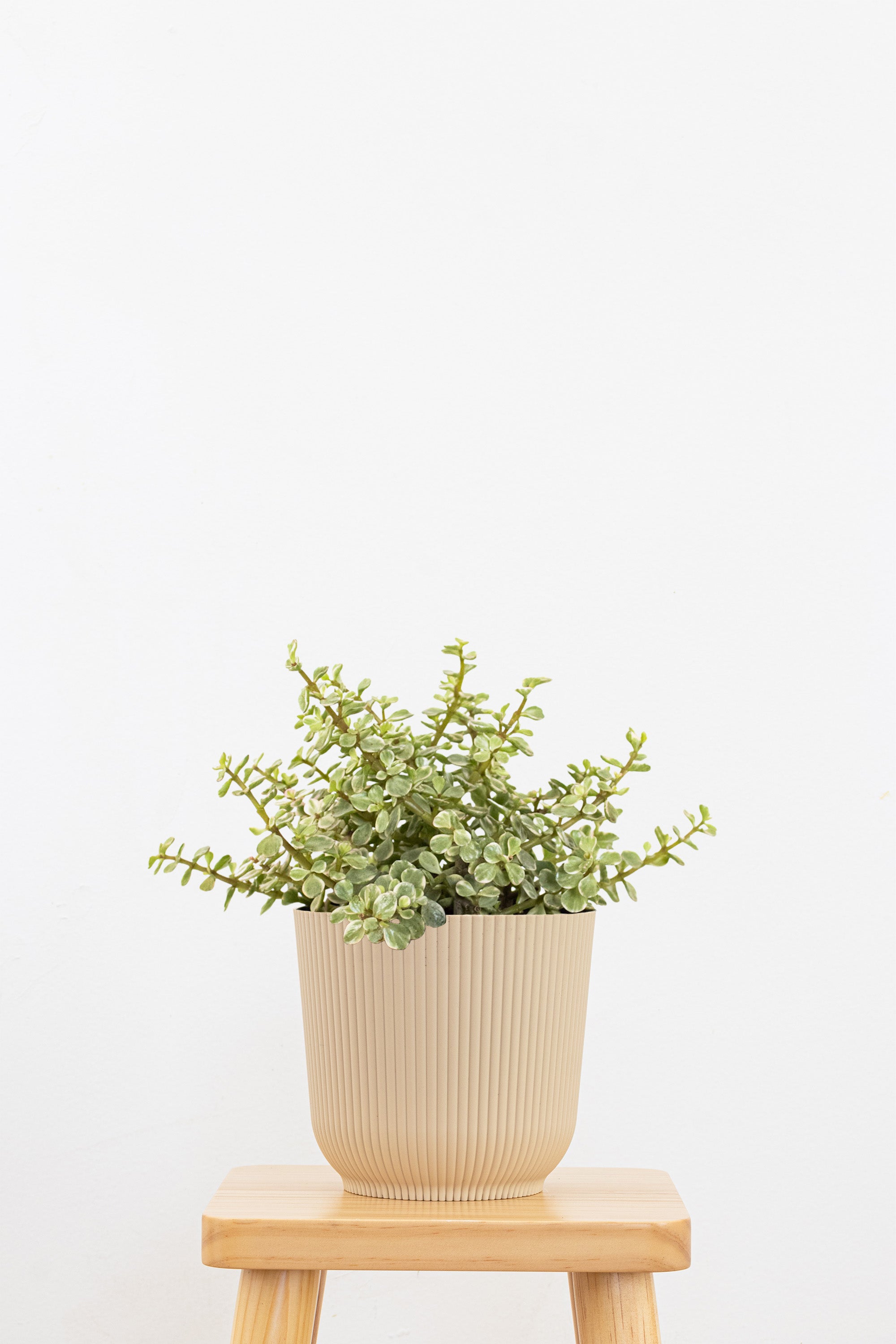 Portulacaria Afra Variegated