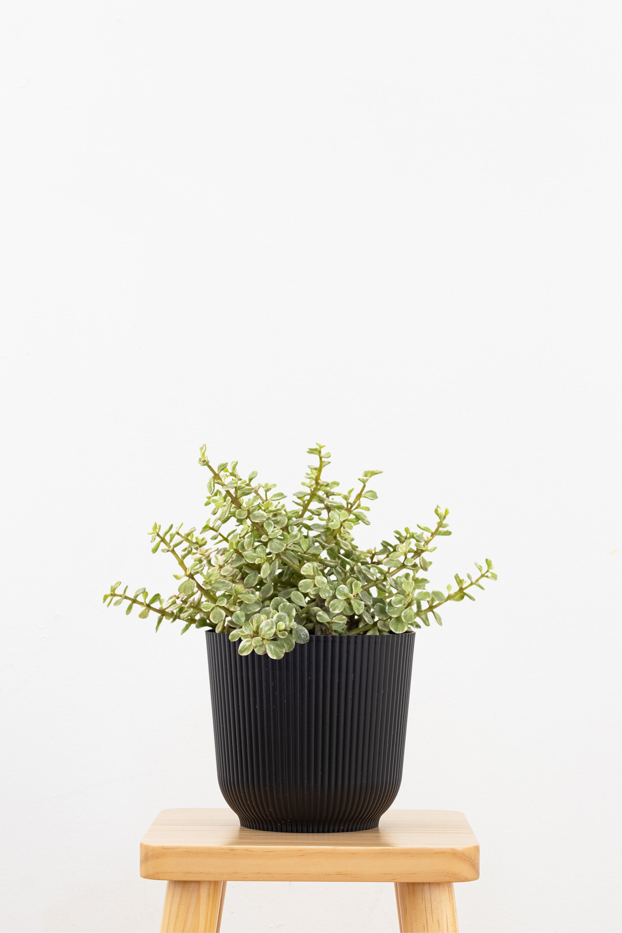 Portulacaria Afra Variegated