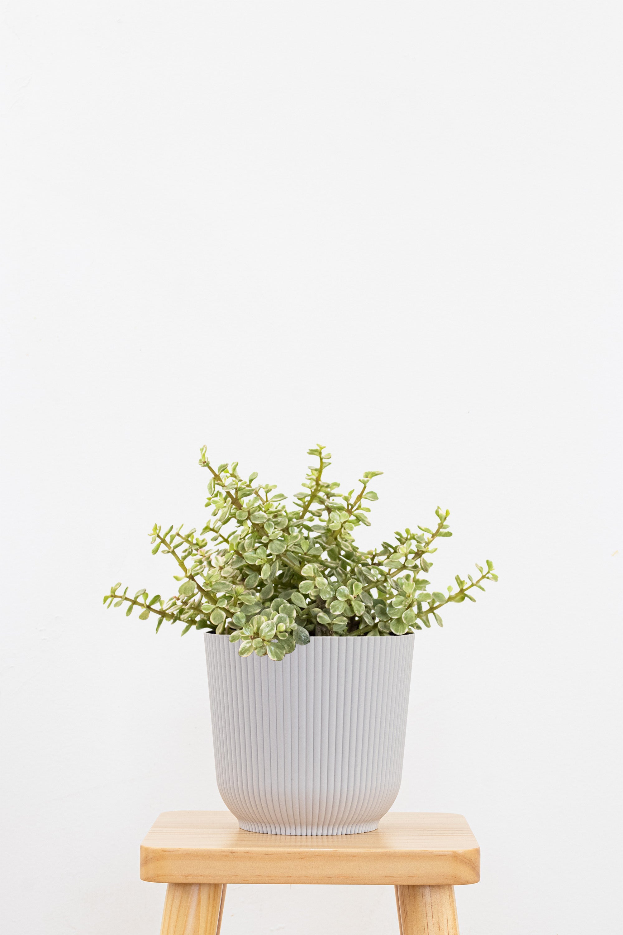 Portulacaria Afra Variegated