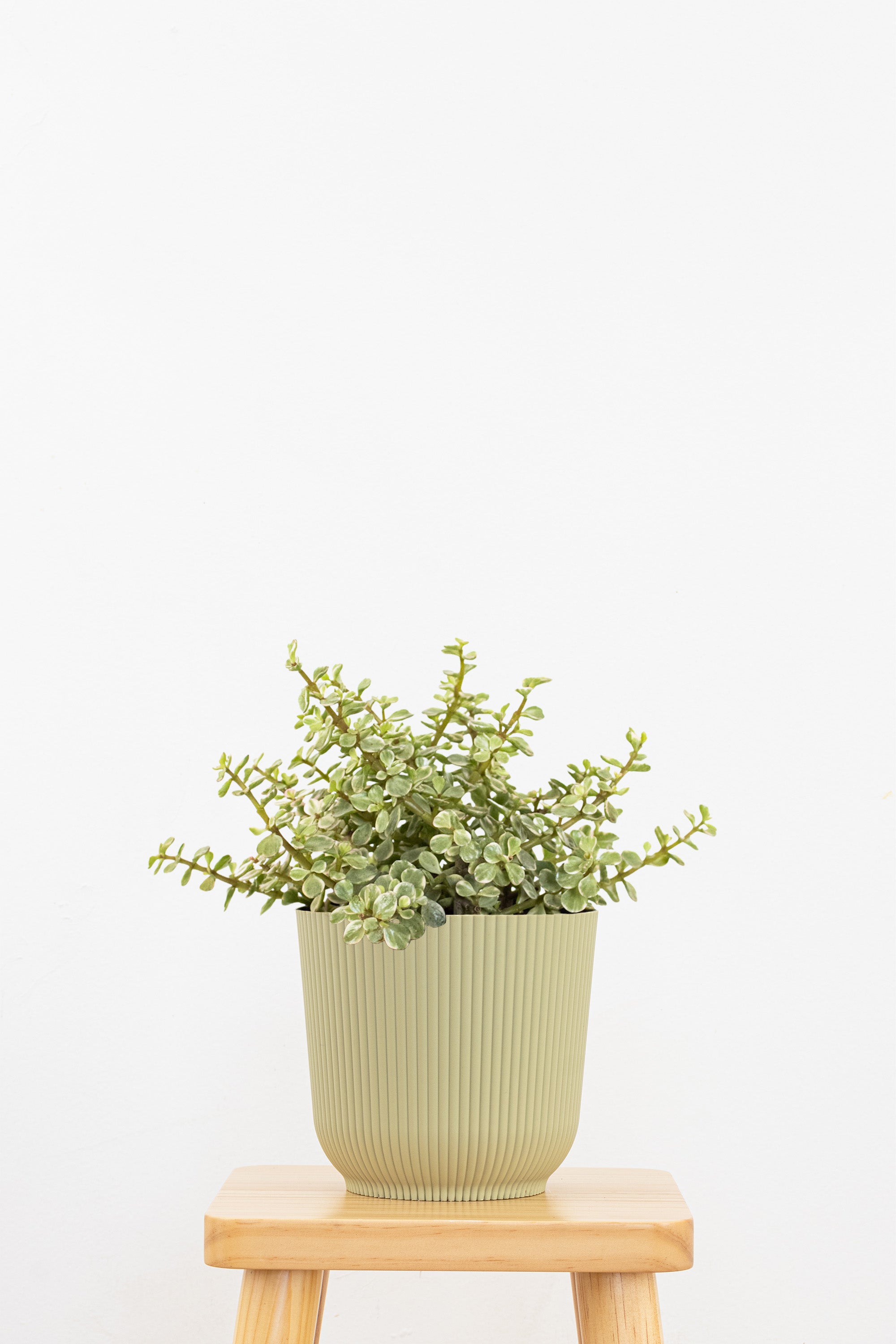 Portulacaria Afra Variegated