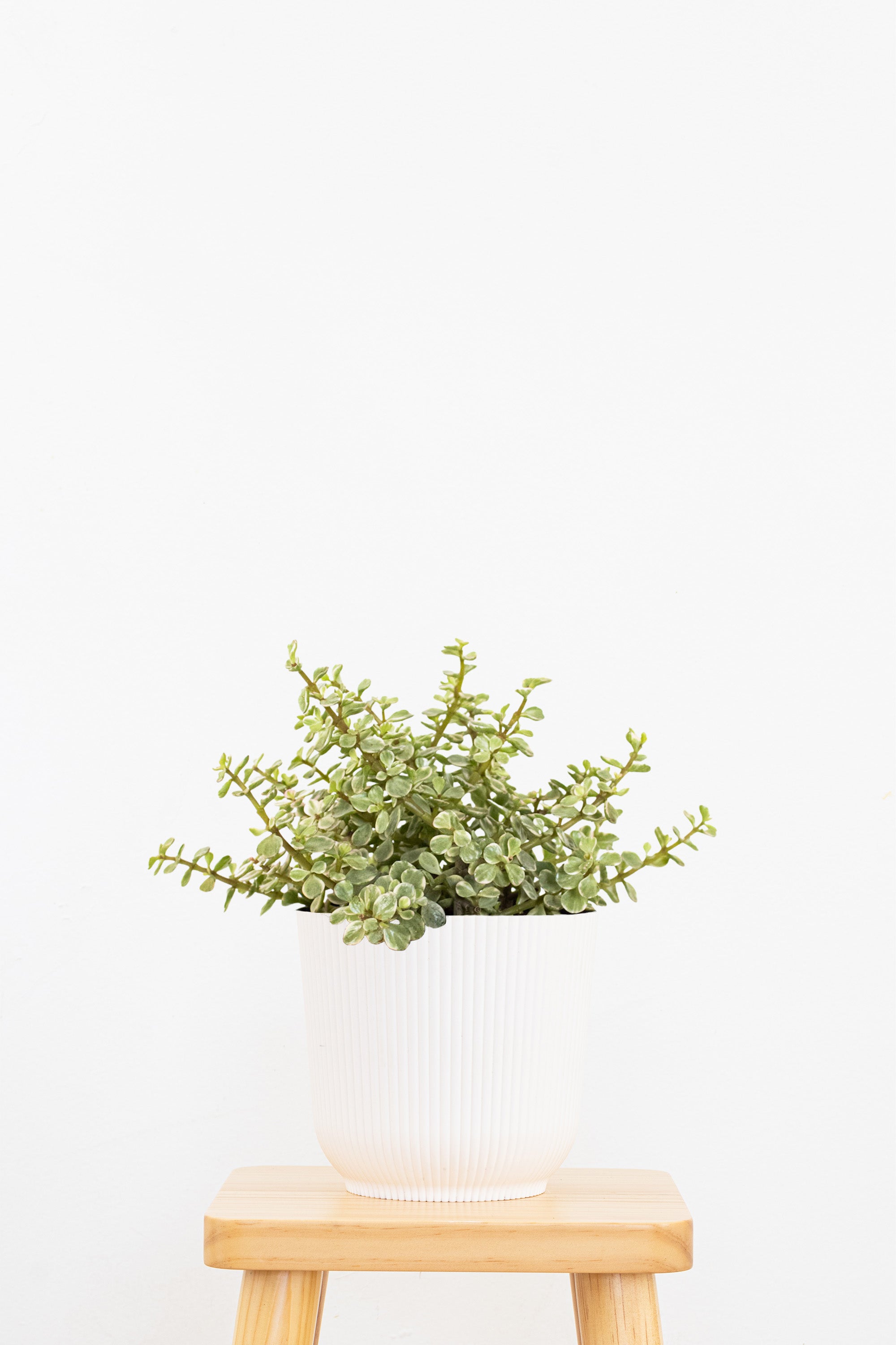 Portulacaria Afra Variegated