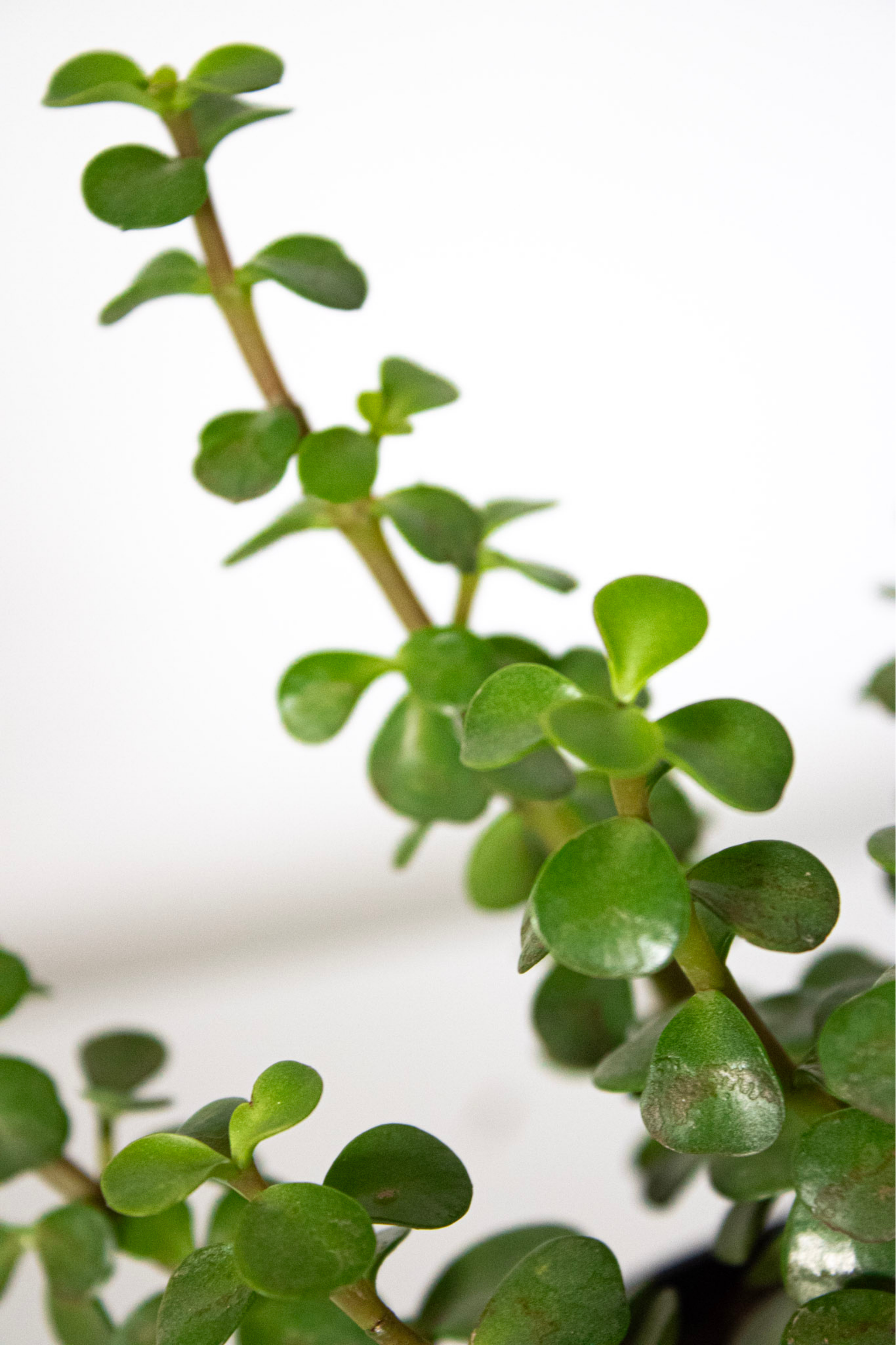 afra jade plant Jade Portulacaria Afra, Elephant Bush