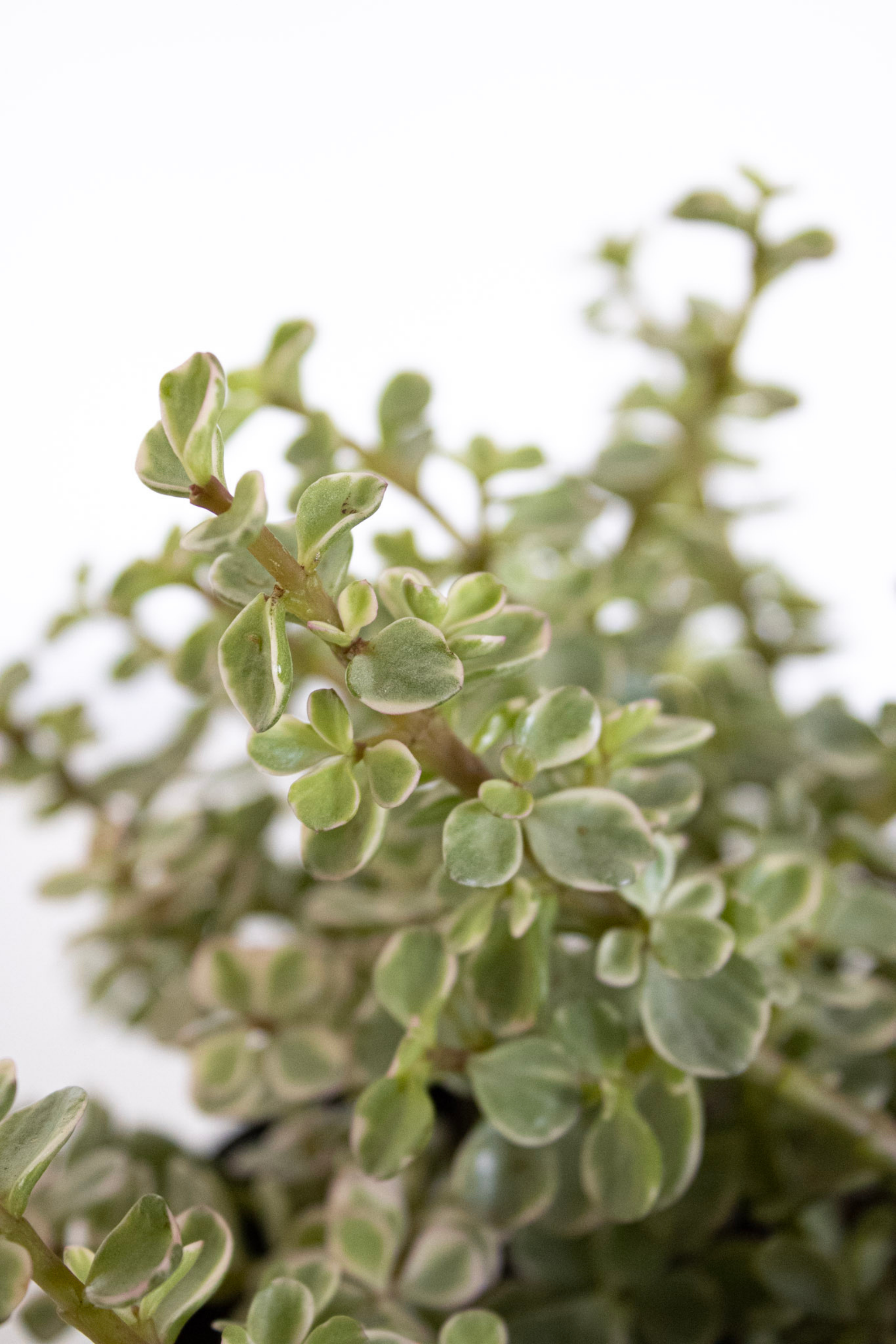 Portulacaria Afra Variegated