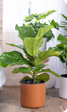 fig plant indoor United Nursery Fiddle Leaf Fig Ficus Lyrata Standard Live Indoor Outdoor Plant in 10 inch Premium Sustainable Ecopots Pure White Pot
