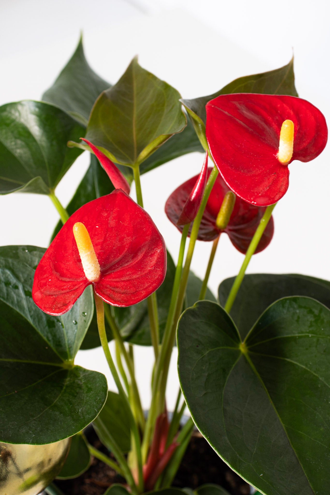 Anthurium Red