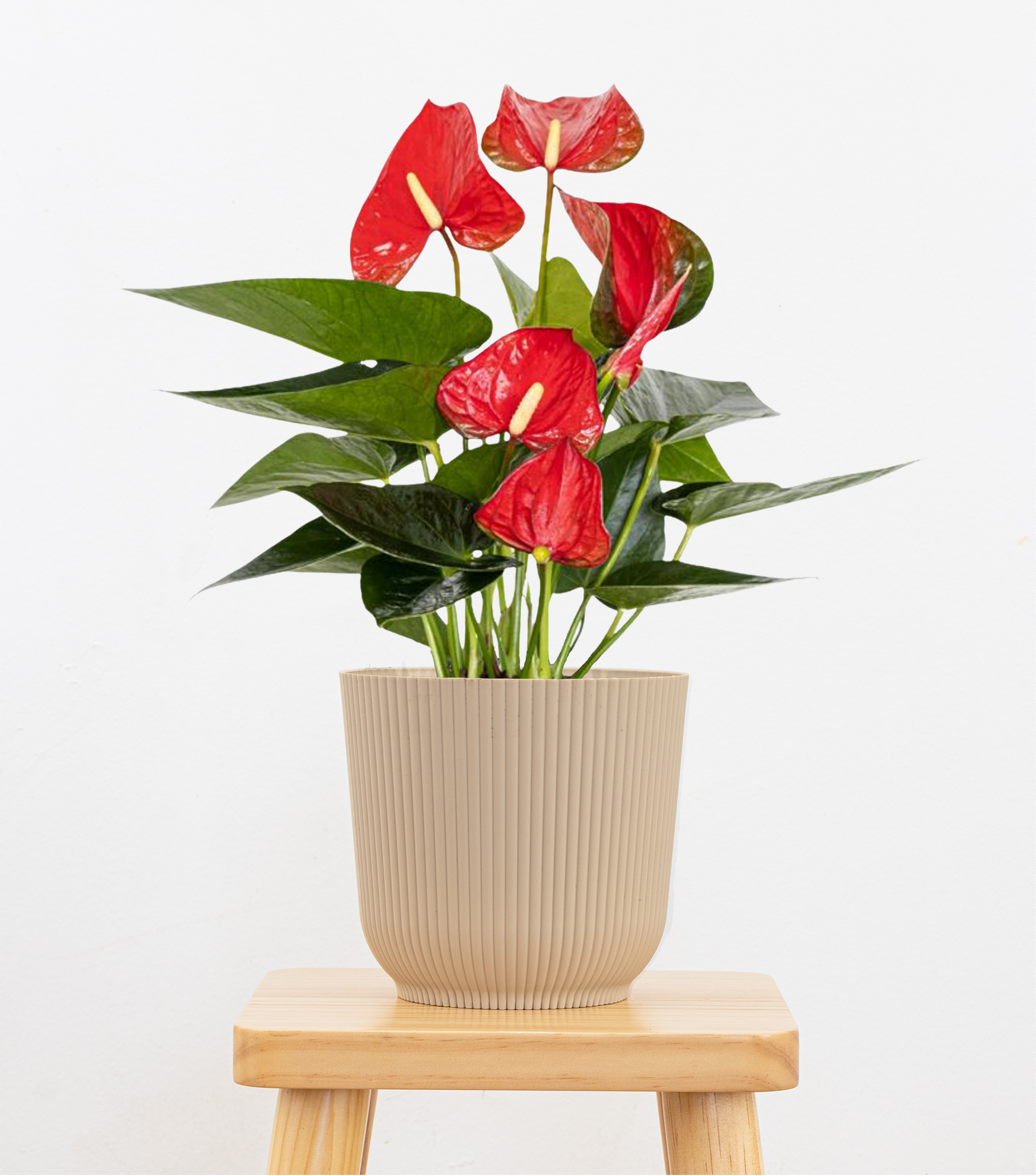 red anthurium flower Altman Plants 6 in. Red Anthurium Live House Plant in Multi-colored Ceramic Pot
