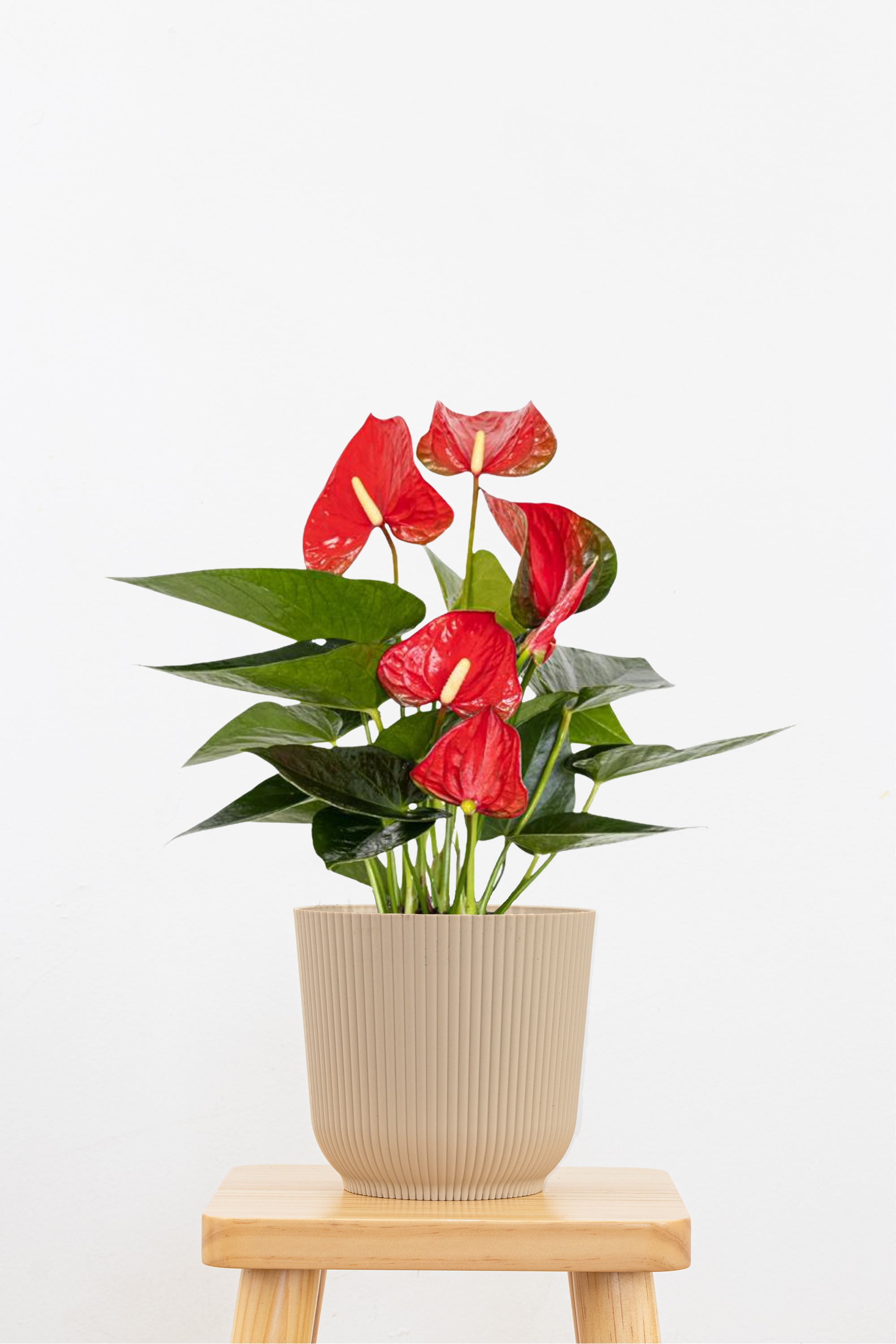 Red Anthurium