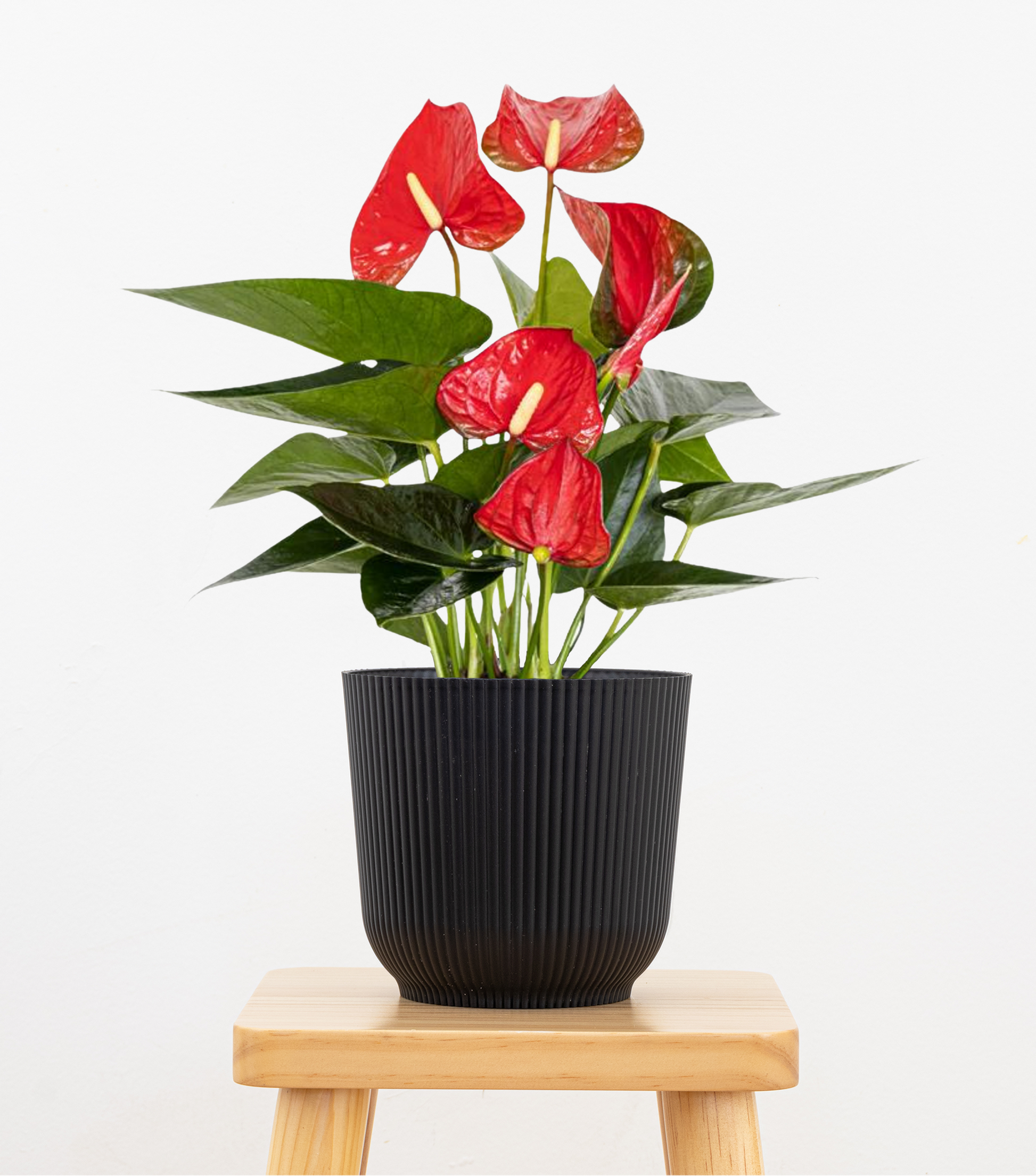 anthurium roja Altman Plants 6 in. Red Anthurium Live House Plant in Multi-colored Ceramic Pot