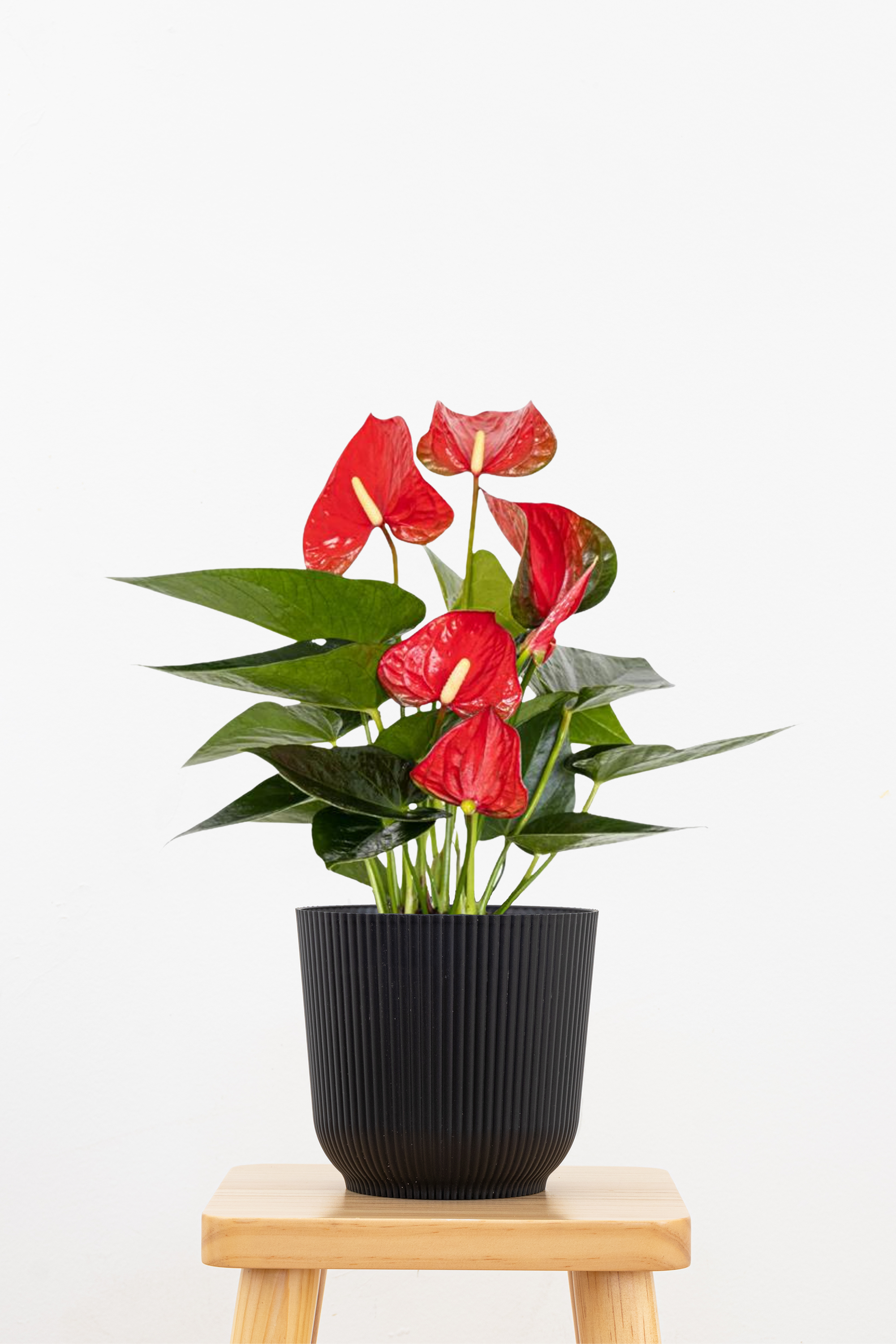 Red Anthurium