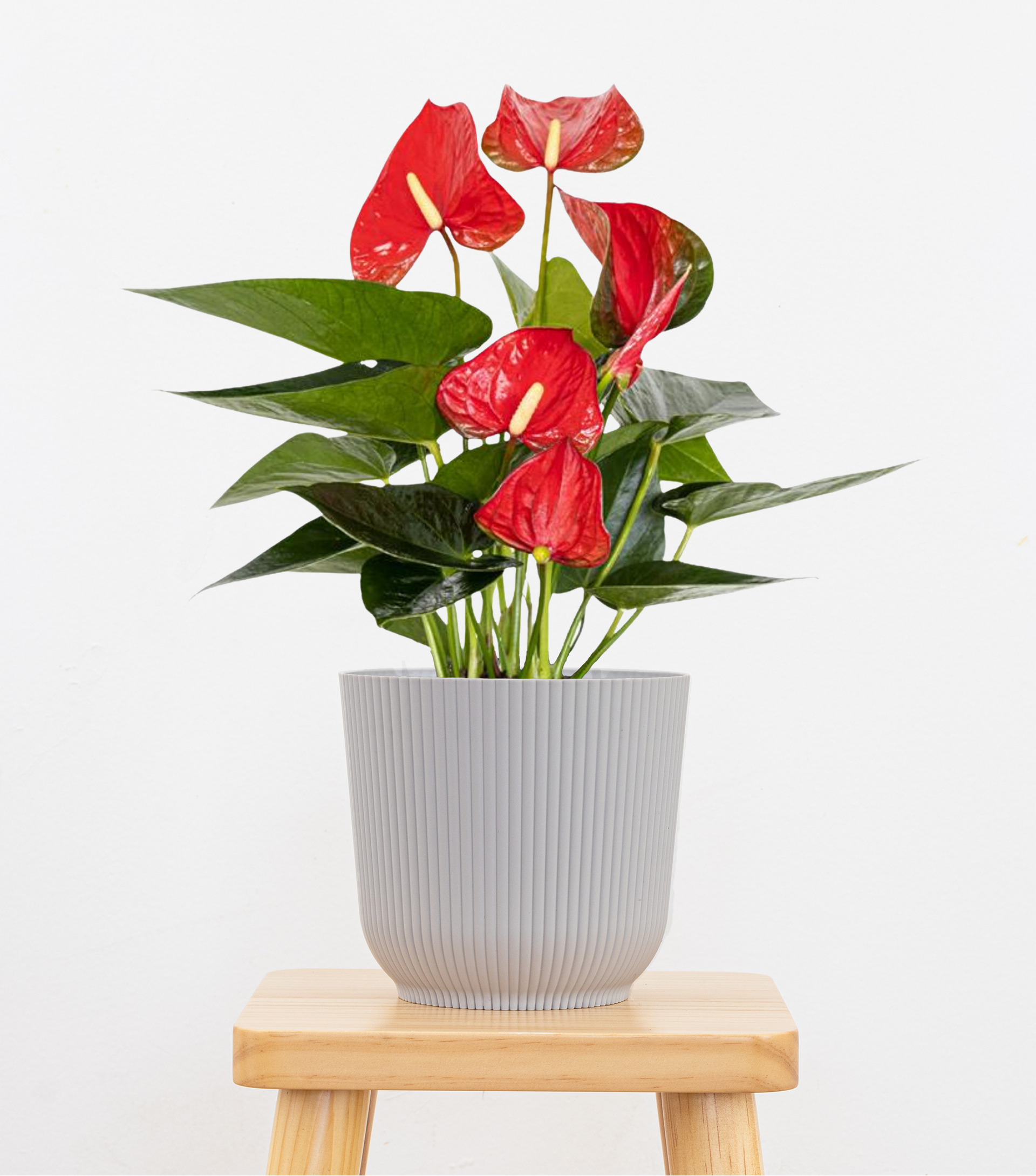 anthurium in a pot Red Anthurium