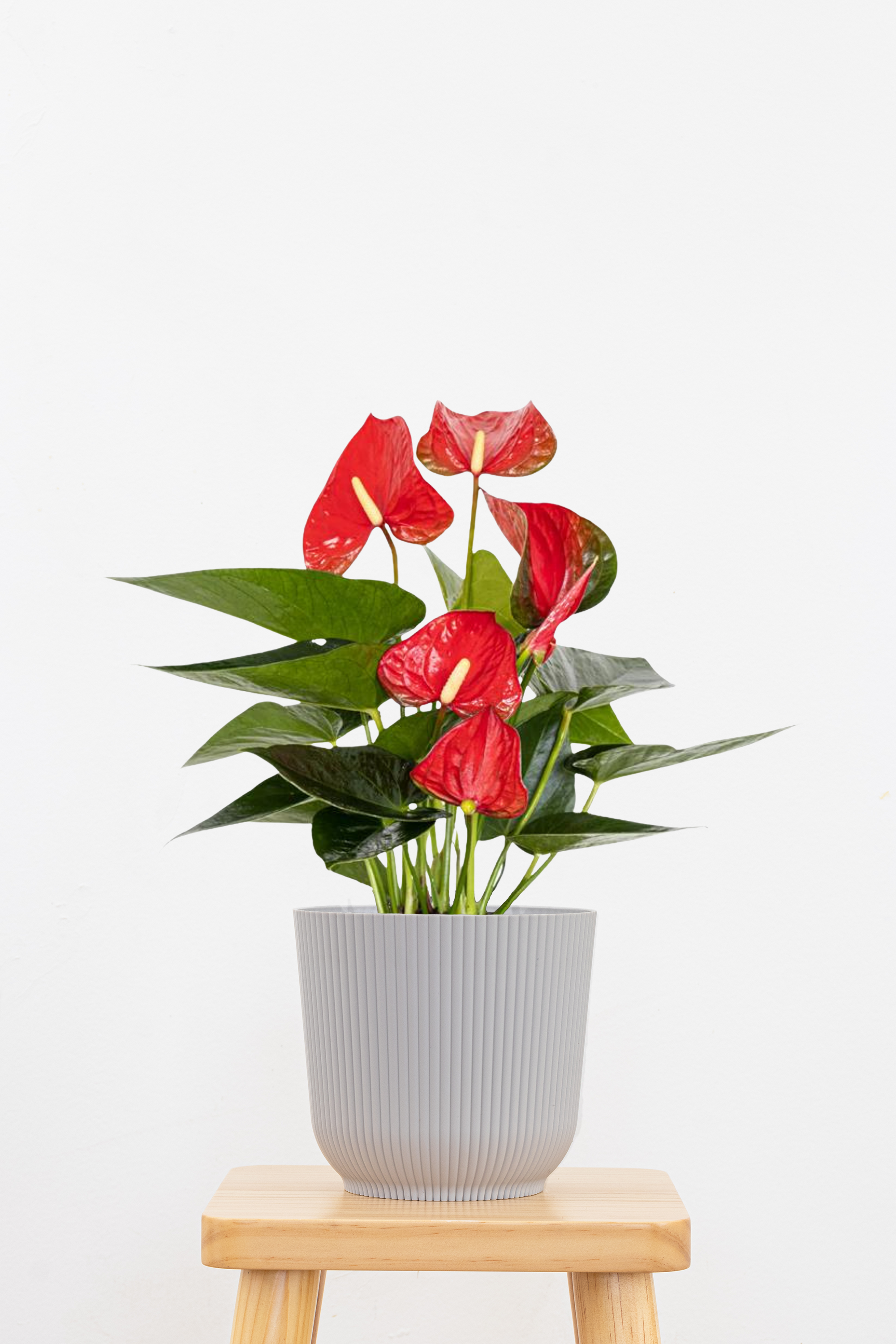 Red Anthurium