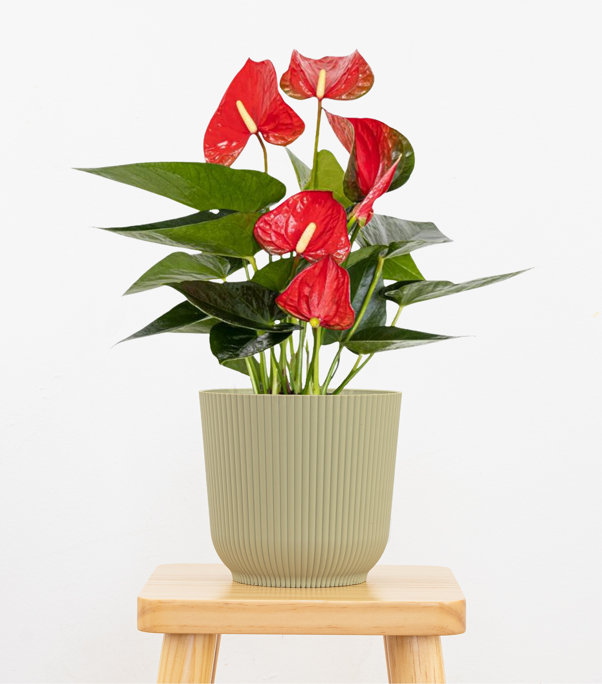 anthurium.plant Red Anthurium