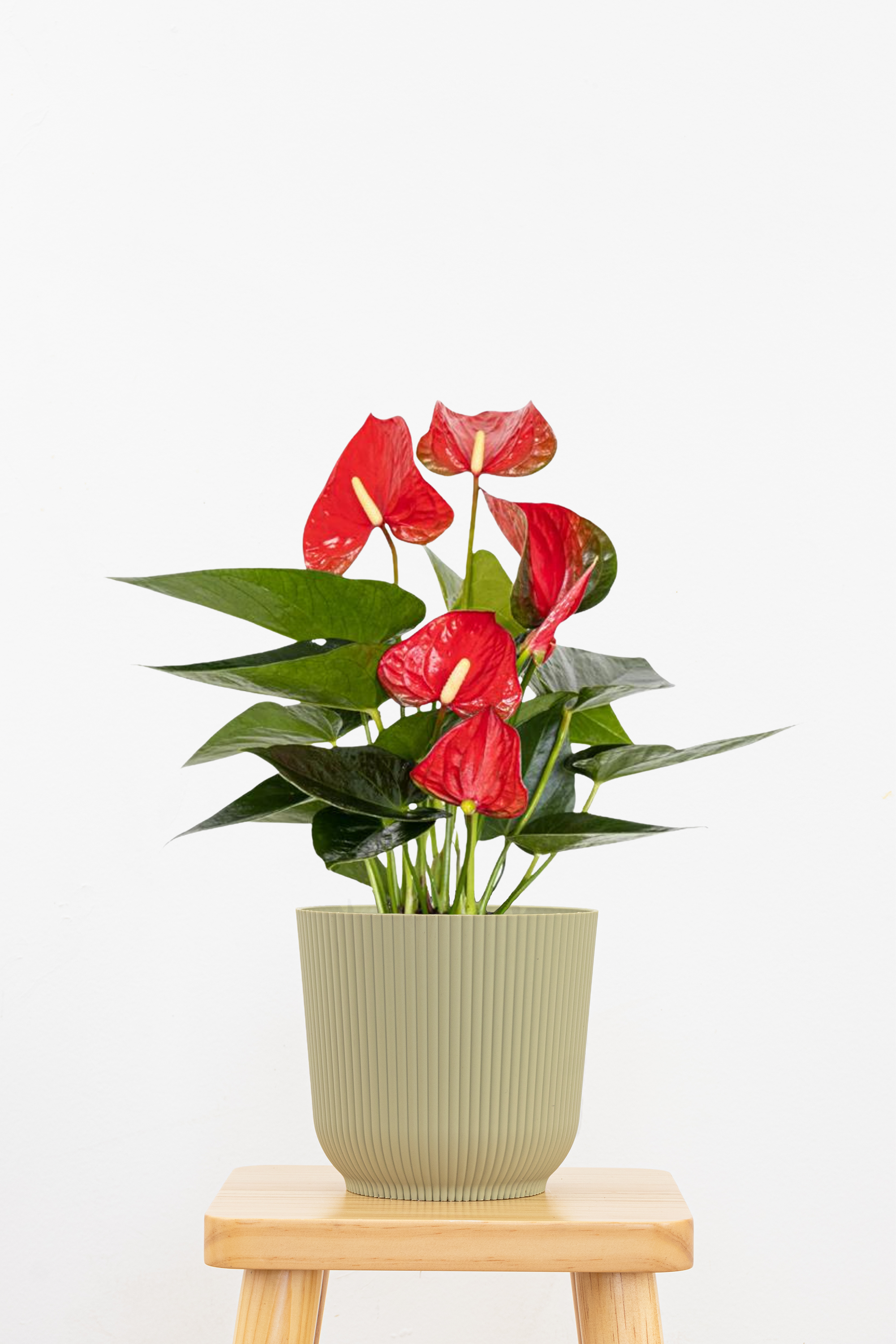 Red Anthurium