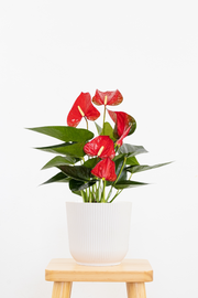 Red Anthurium