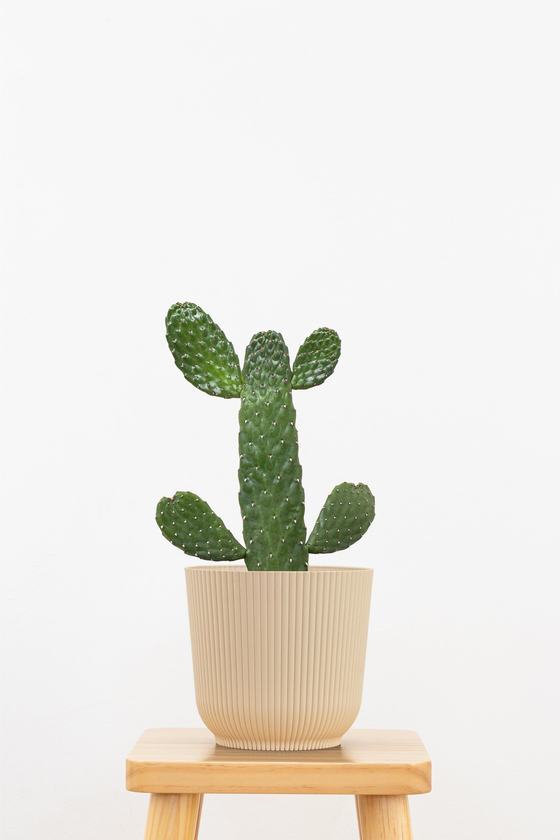 Roadkill Cactus Plant in 6 Inch Decor Pot