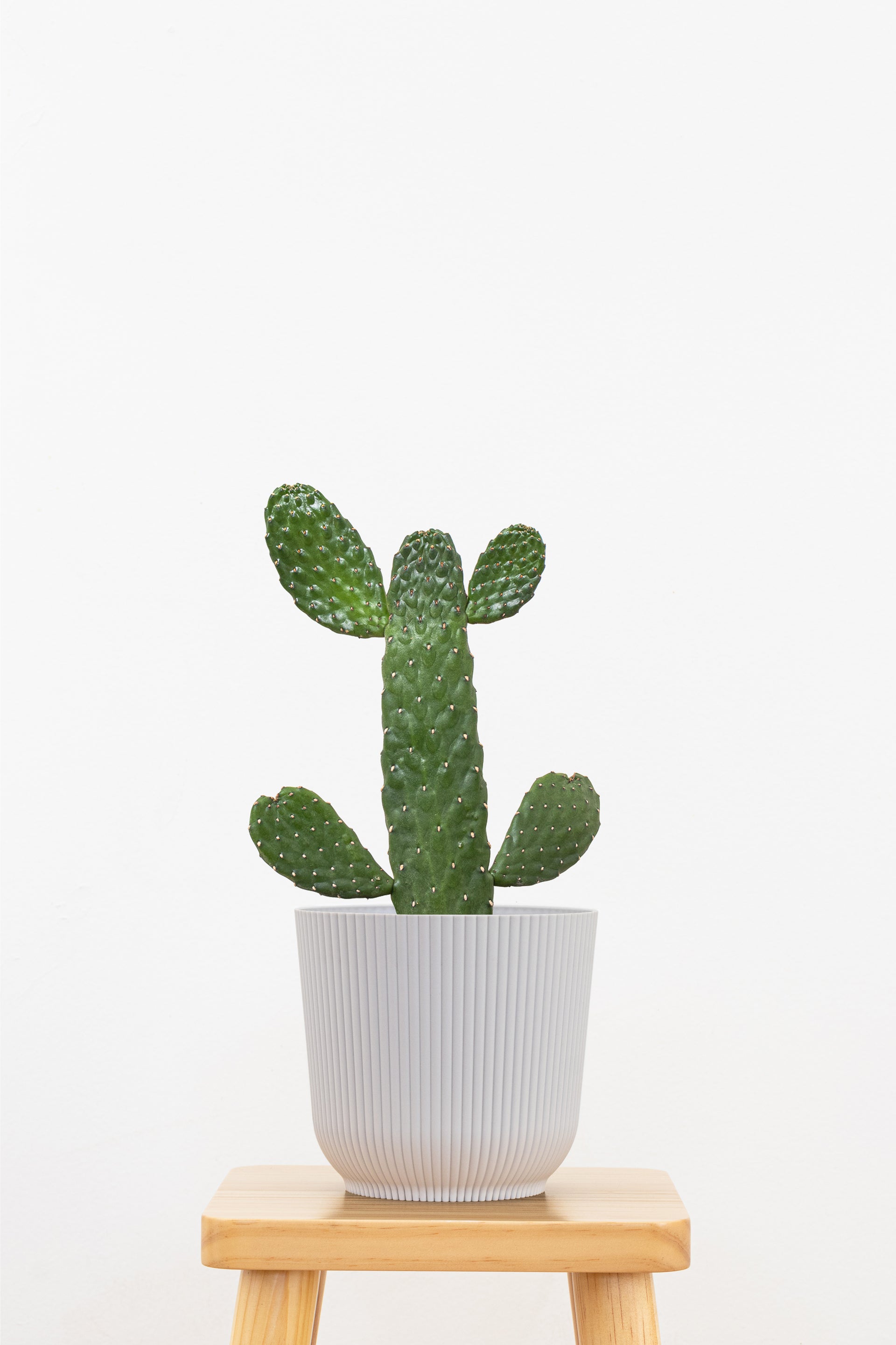 Roadkill Cactus Plant in 6 Inch Decor Pot