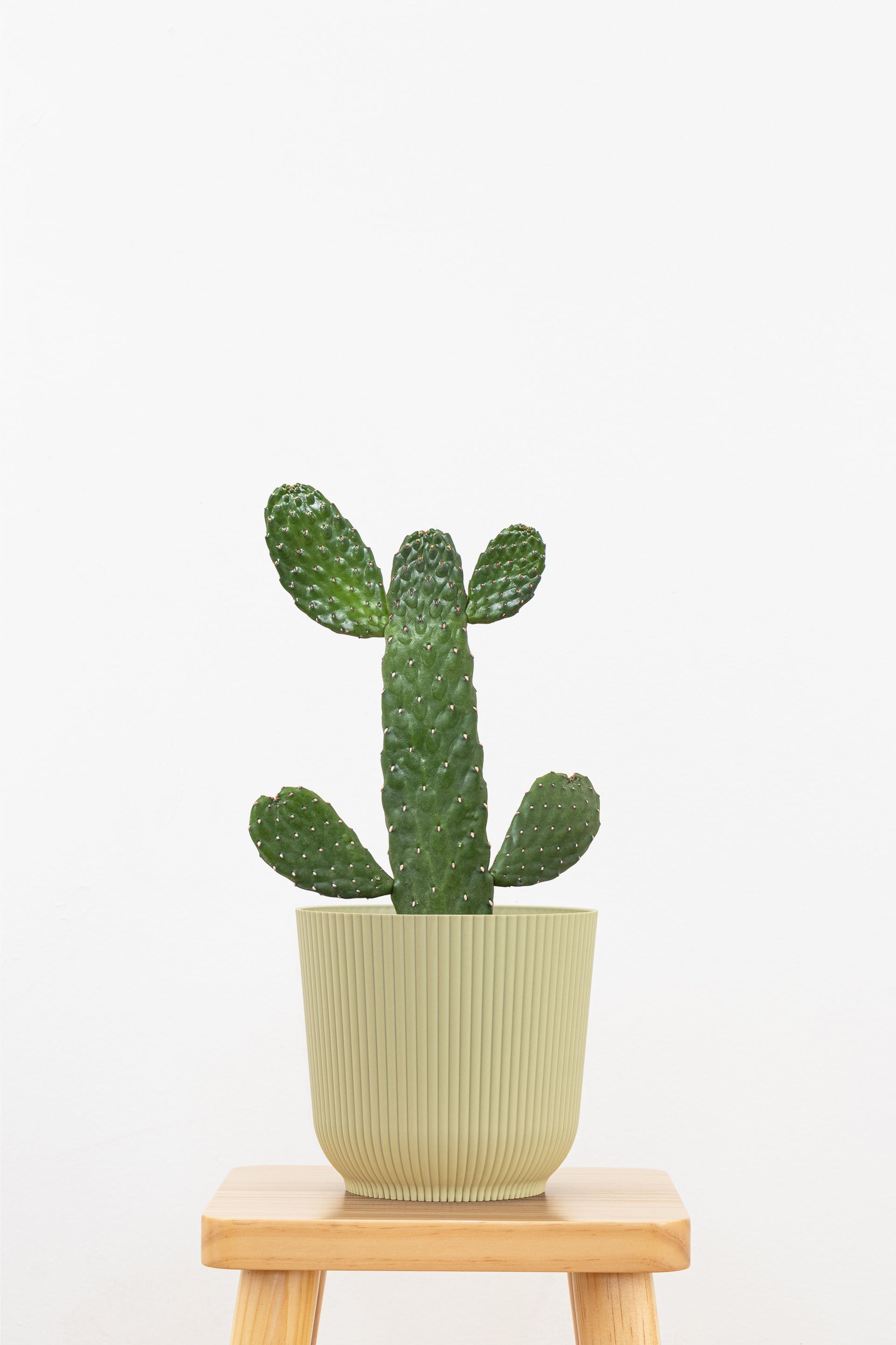 Roadkill Cactus Plant in 6 Inch Decor Pot