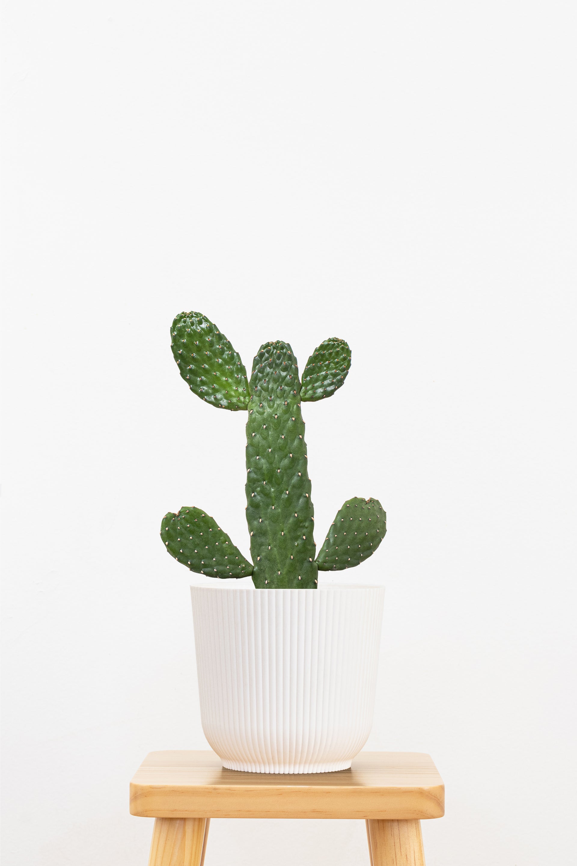 Roadkill Cactus - Medium
