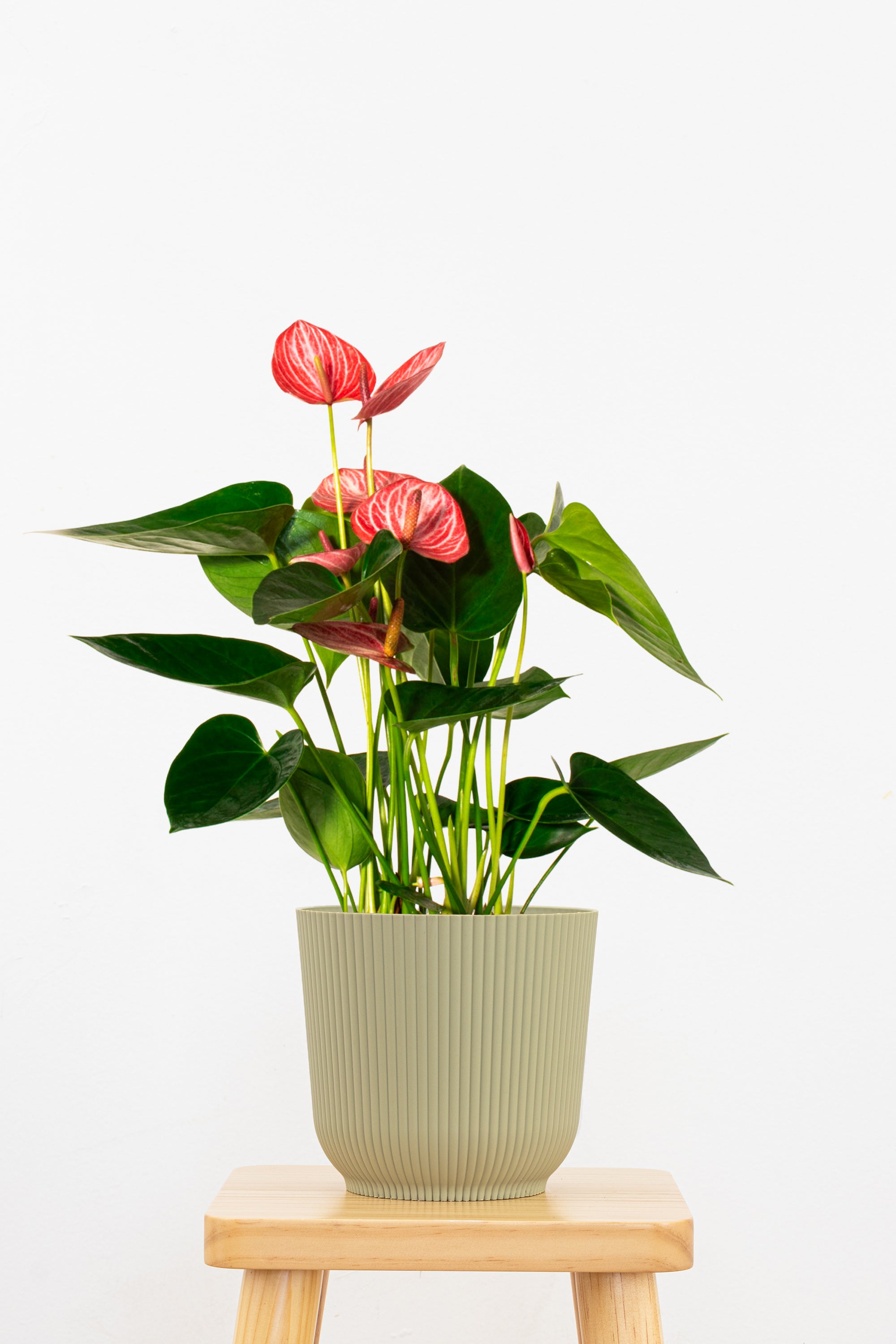 United Nursery Anthurium - Thumbnail 2