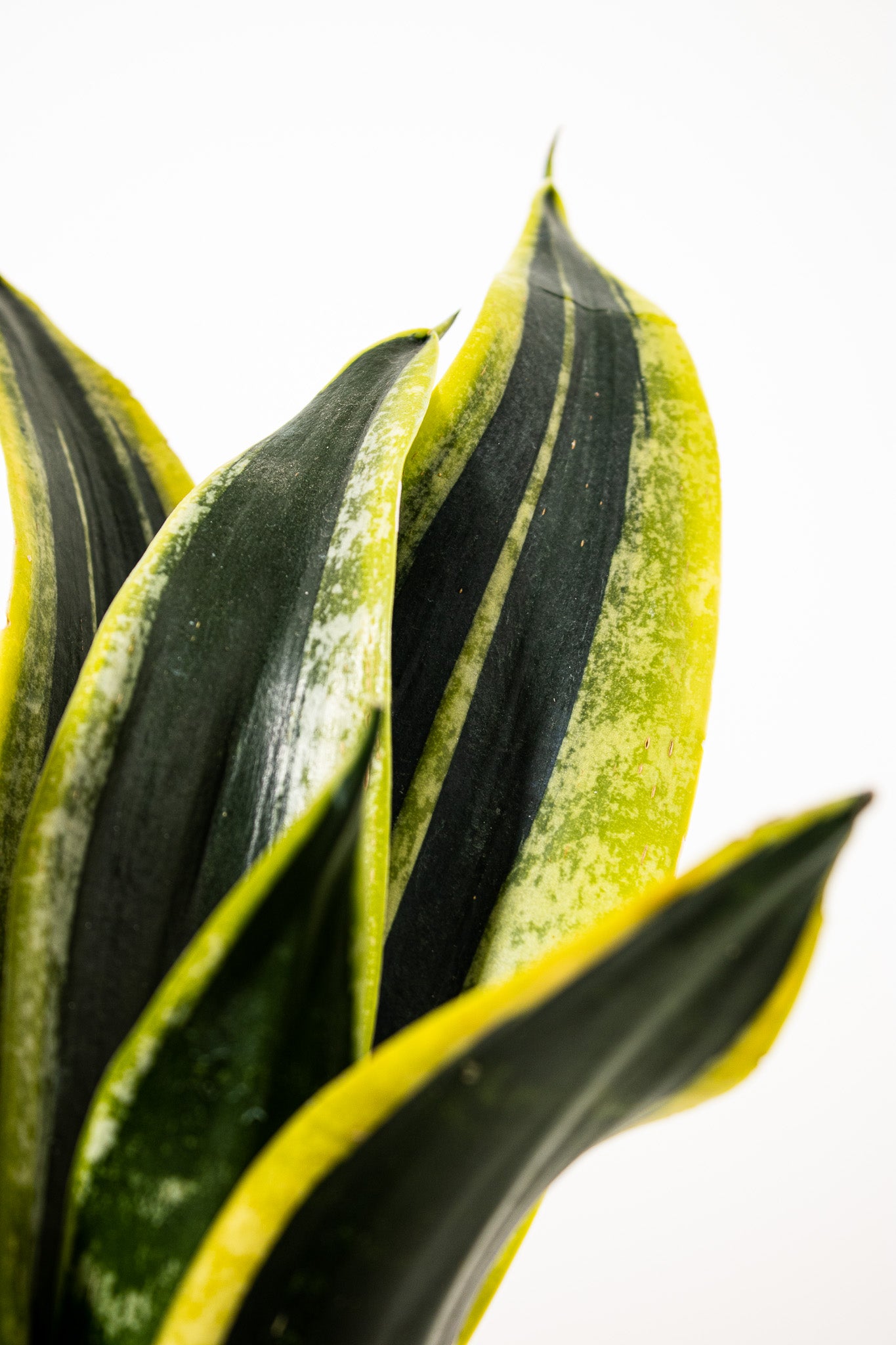 Black Gold Snake Plant