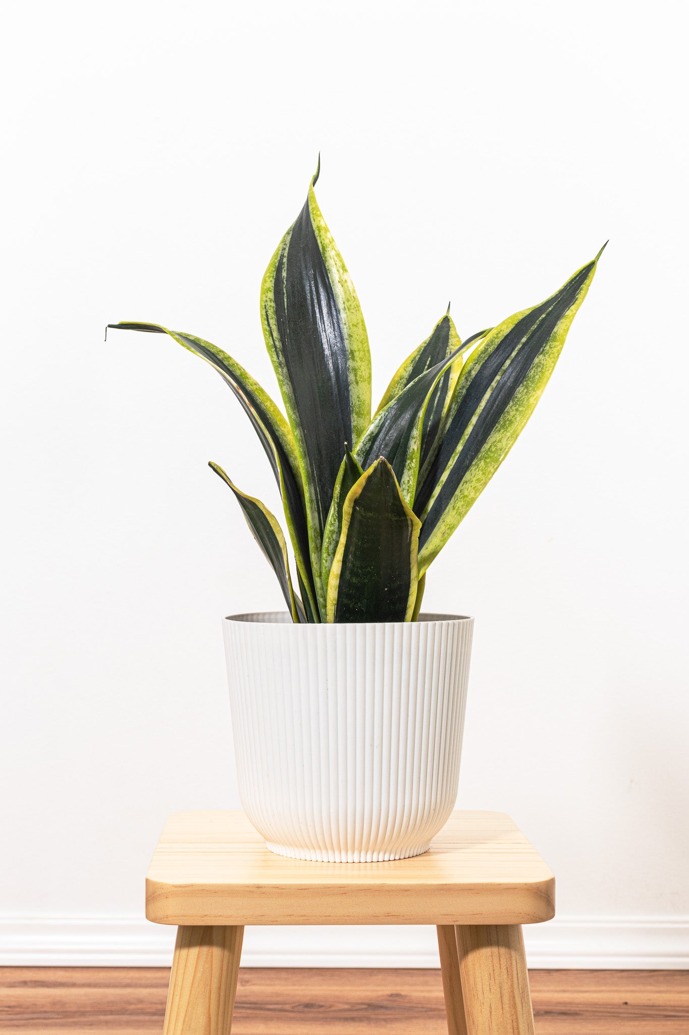 Black Gold Snake Plant