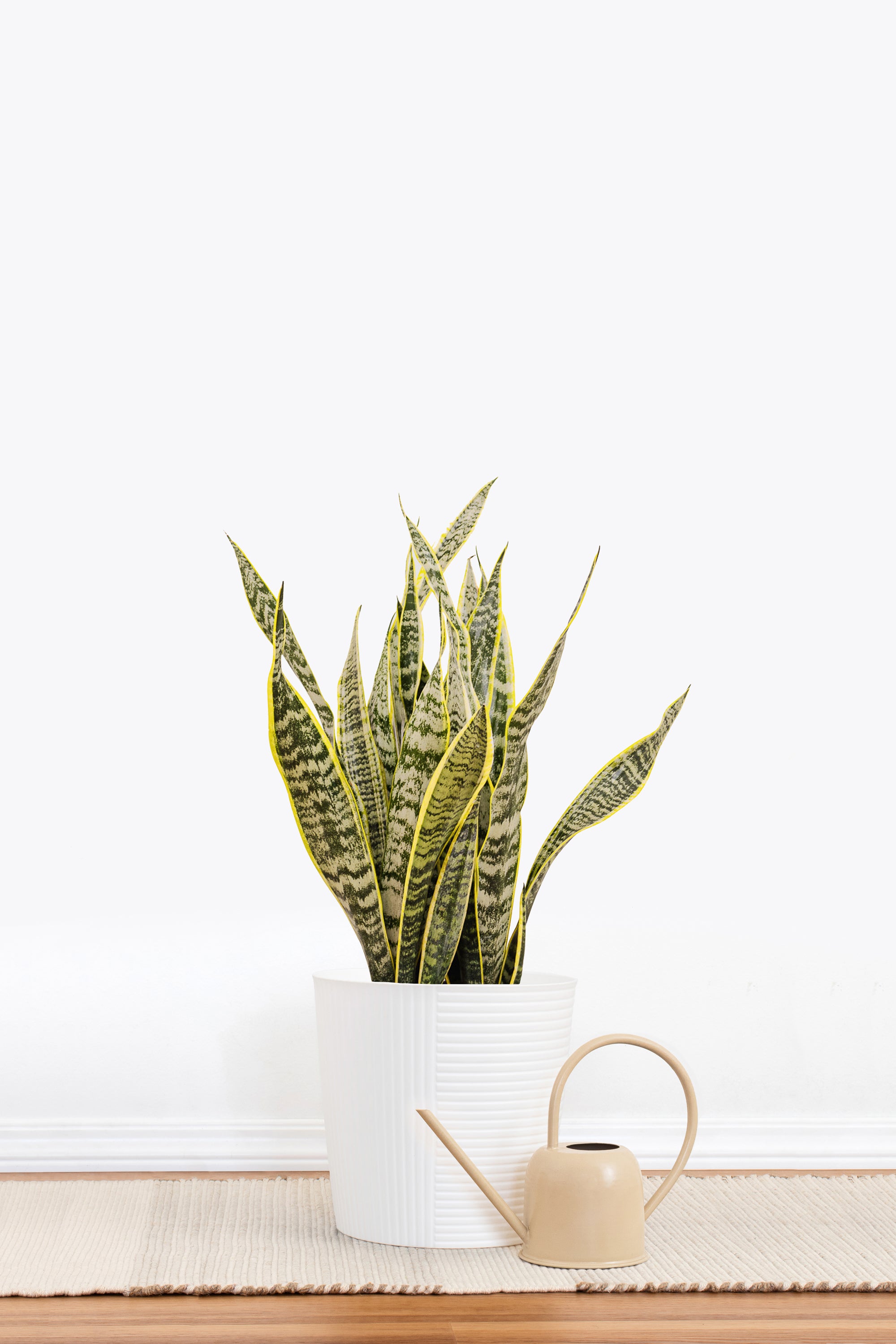 10'' Snake Plant Laurentii - Plants,Indoor Plants