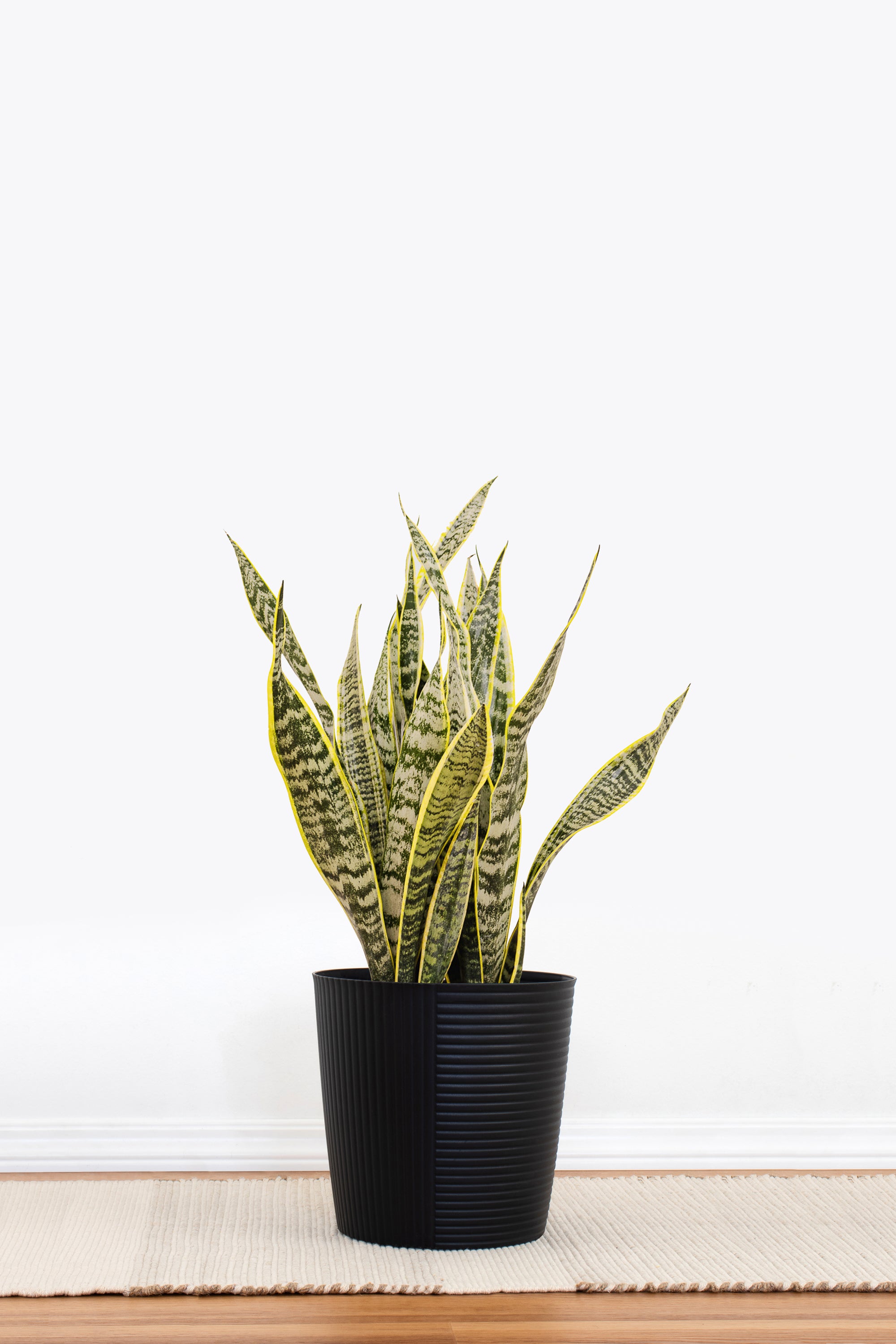 Sansevieria Laurentii