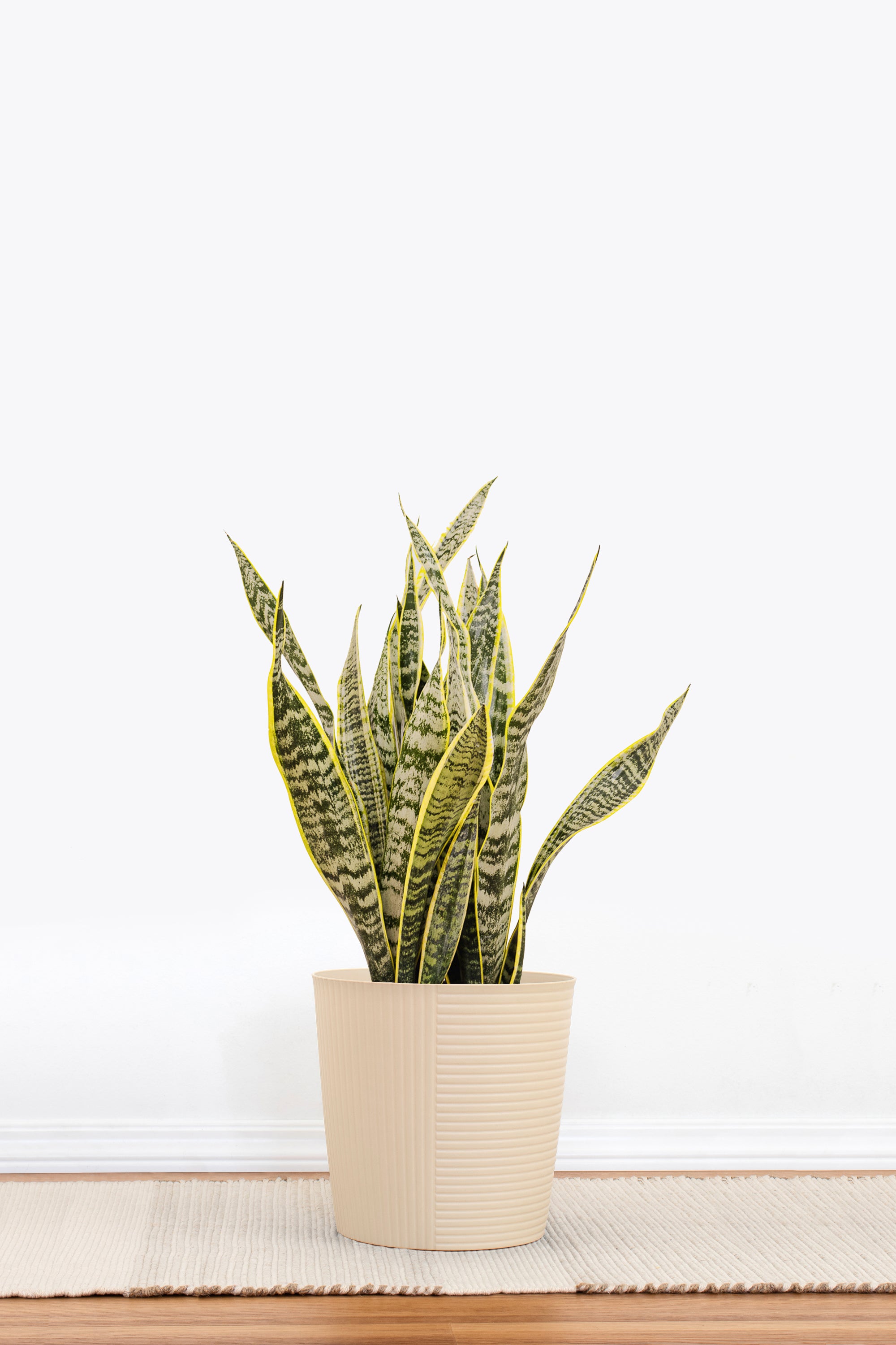 white sansevieria plant 10'' Snake Plant Laurentii - Plants,Indoor Plants