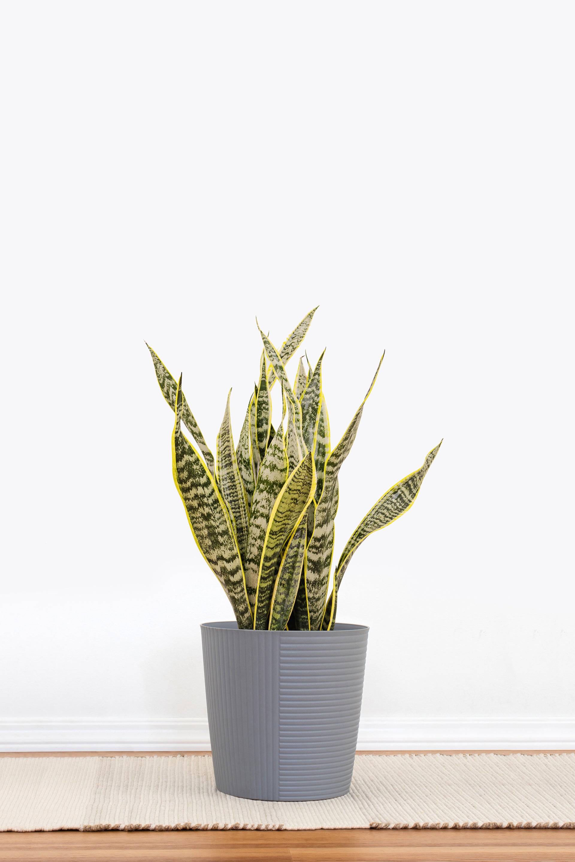 10'' Snake Plant Laurentii - Plants,Indoor Plants
