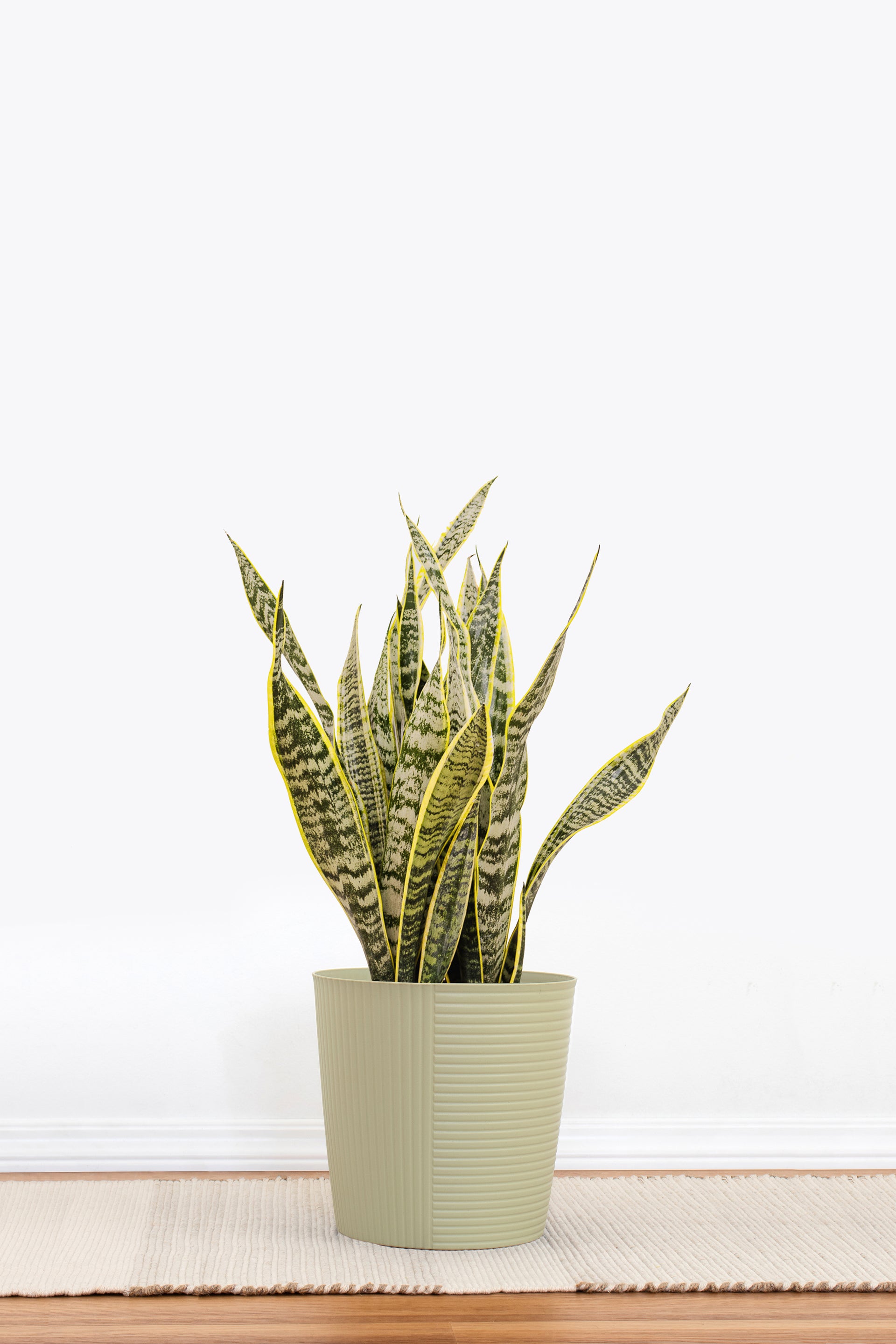 big snake plant 10'' Snake Plant Laurentii - Plants,Indoor Plants