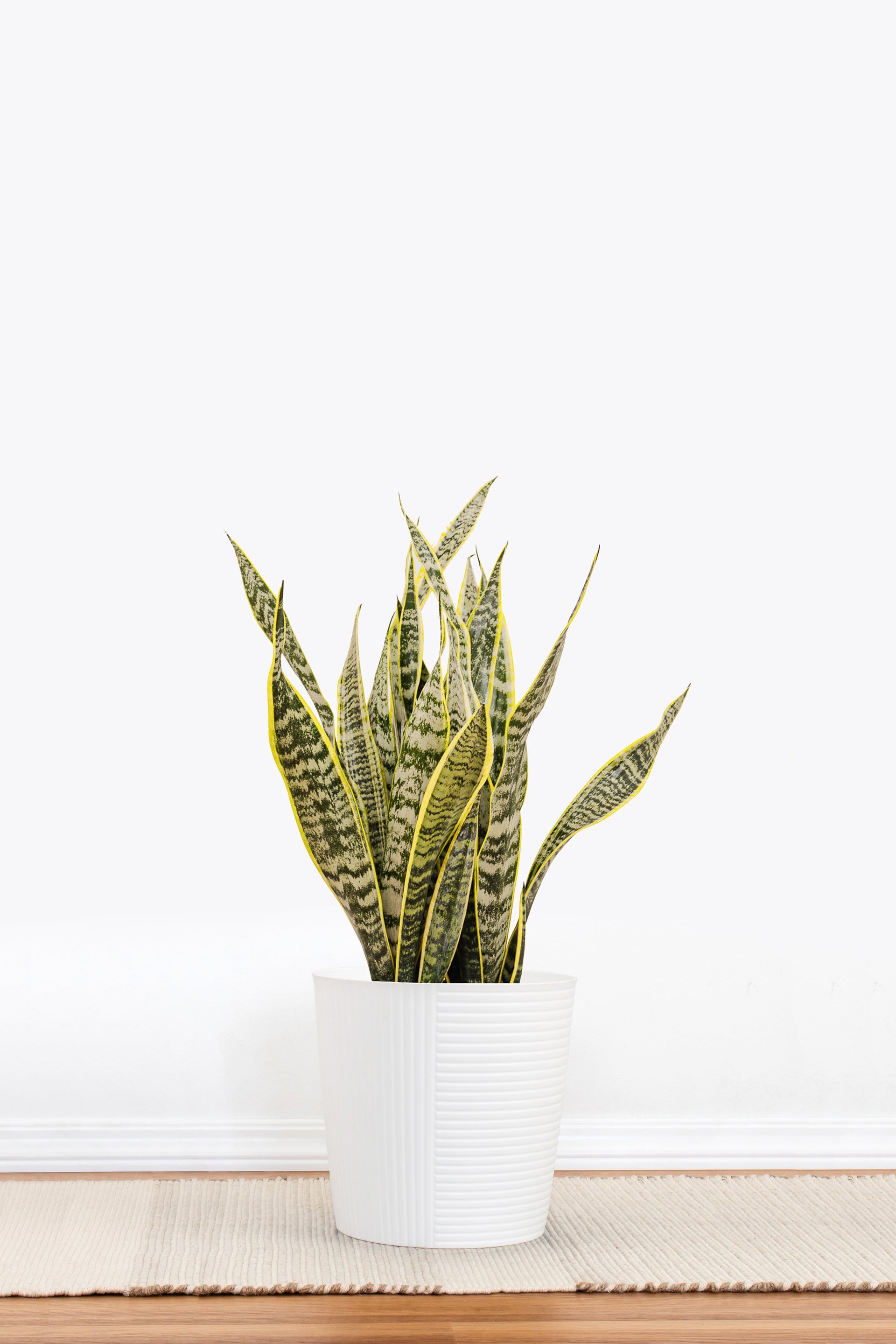 mini snake plant Live Snake Plant Sansevieria Laurentii Plant in 10-inch Decor Pot