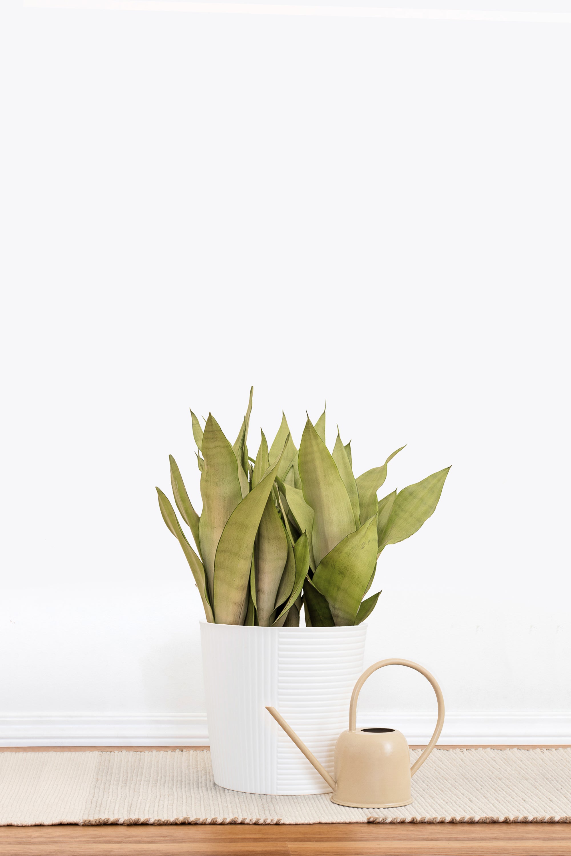moonshine sansevieria for sale Sansevieria Moonshine
