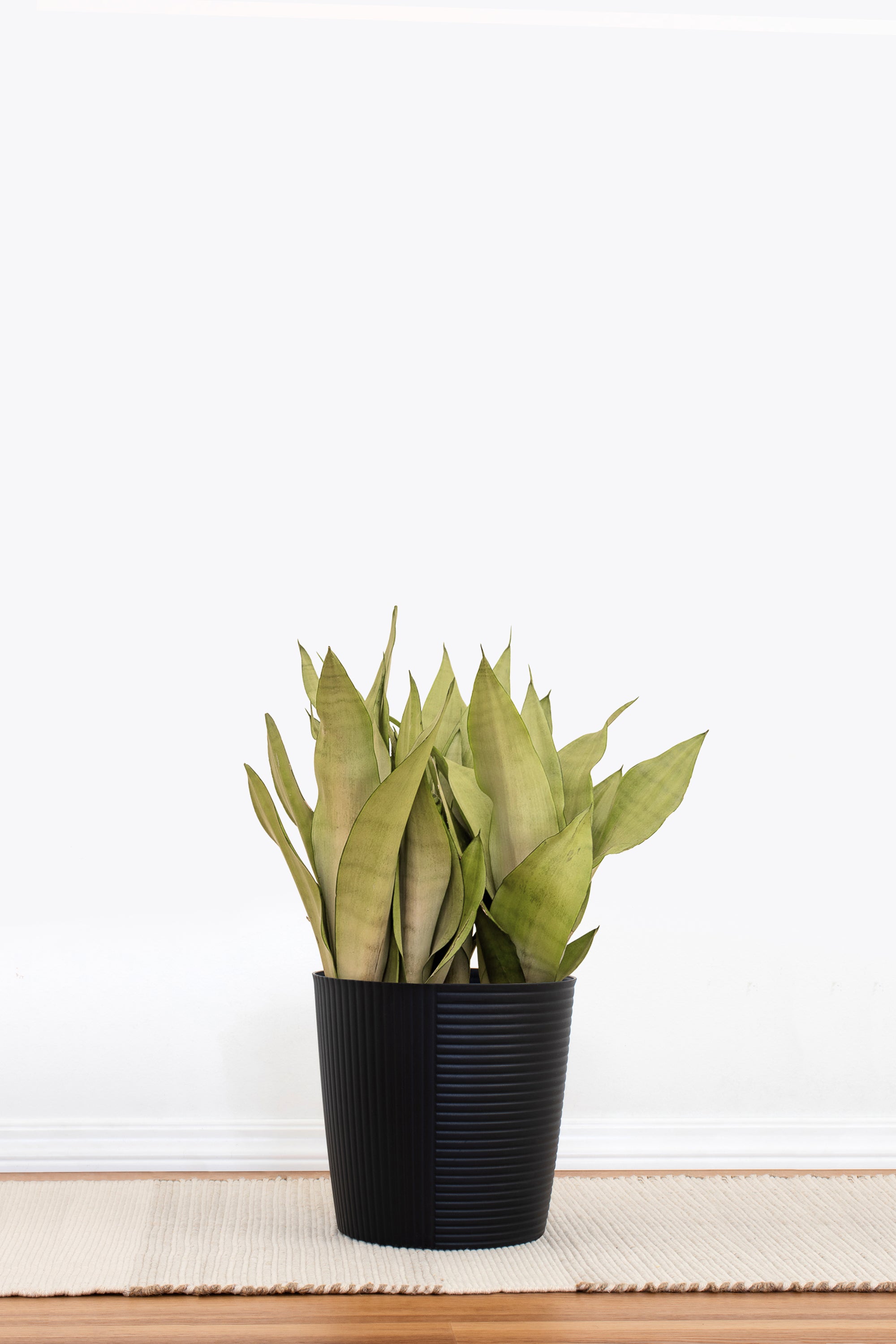 Sansevieria Moonshine