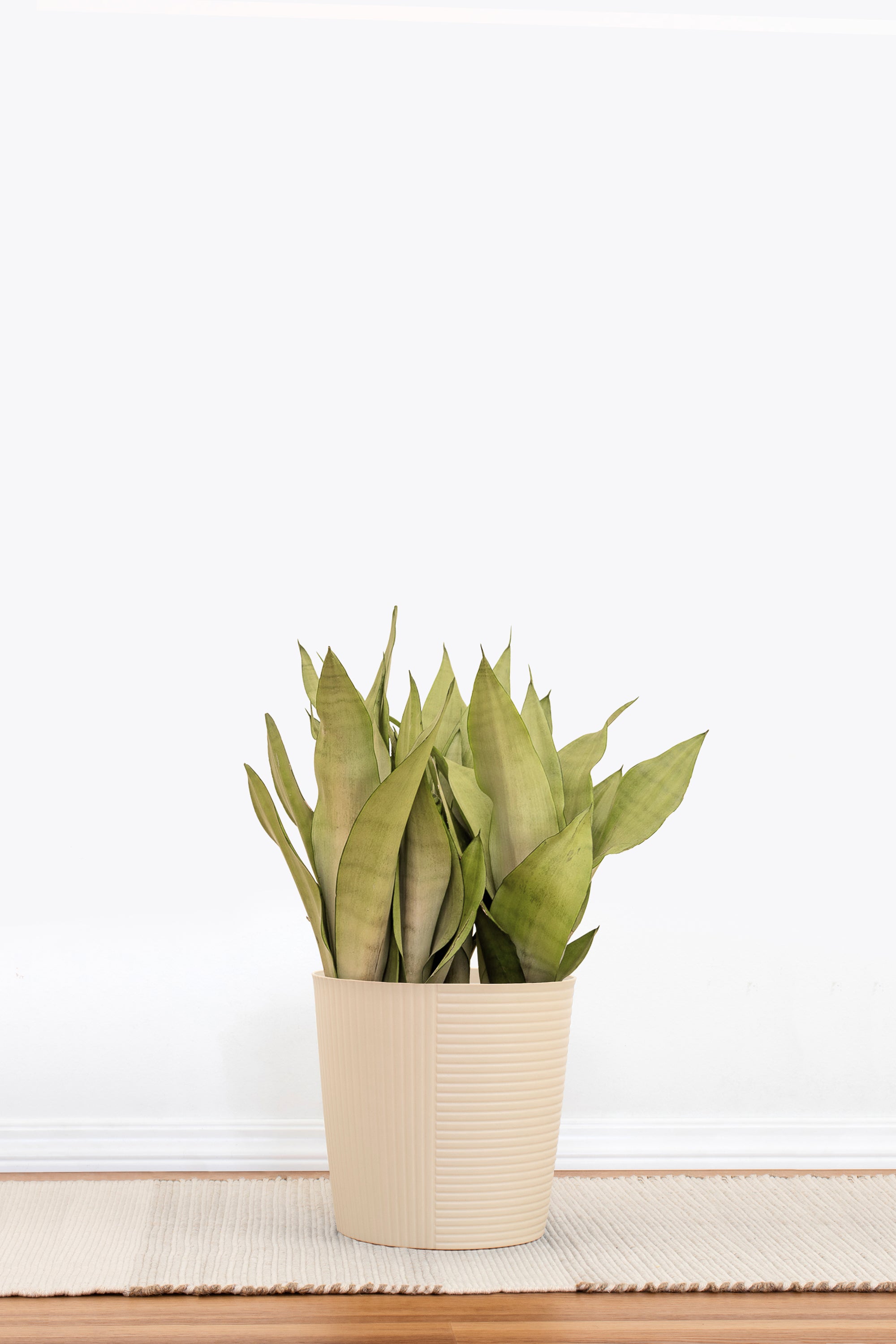 Sansevieria Moonshine