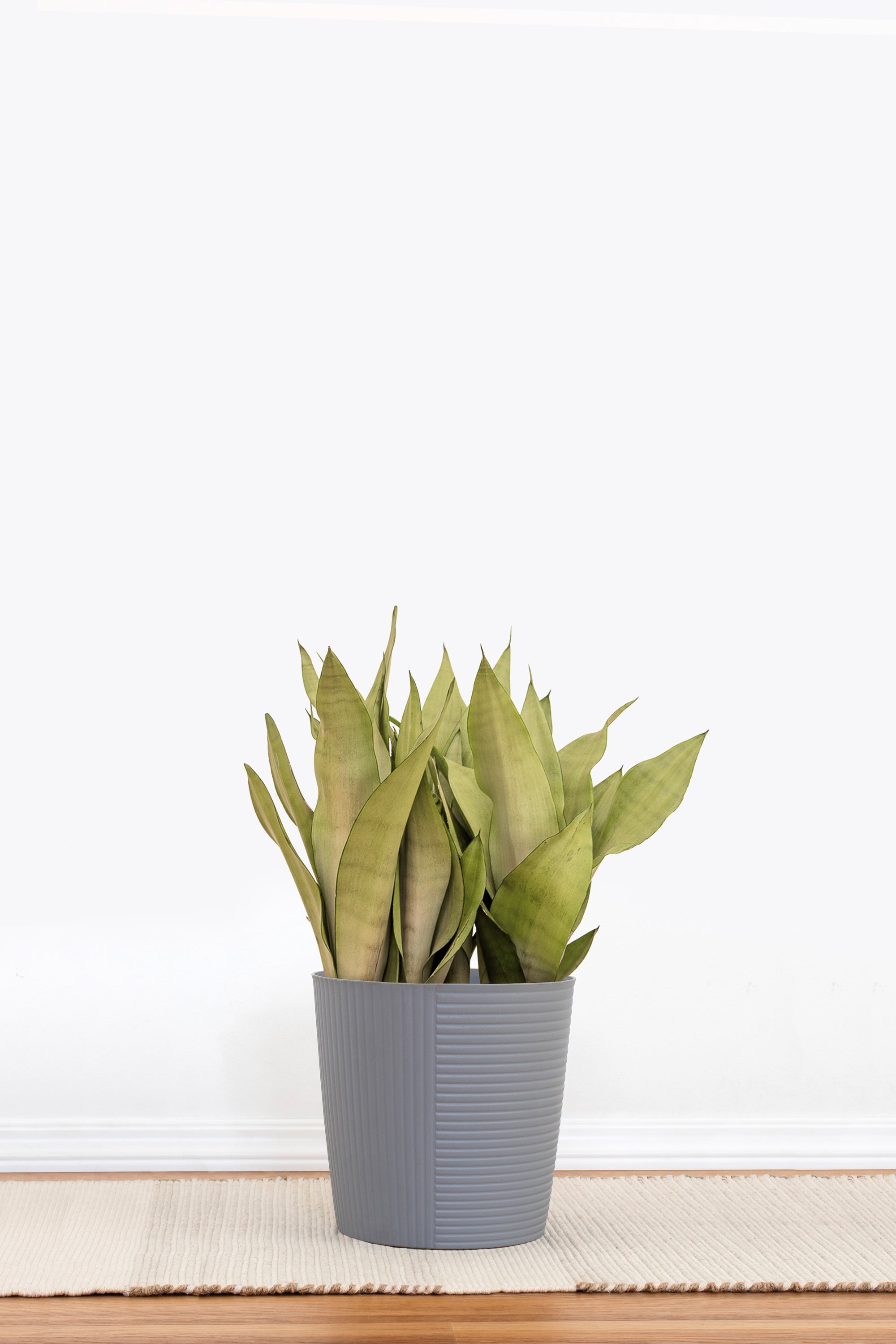 sansevieria silver moonshine Sansevieria Moonshine